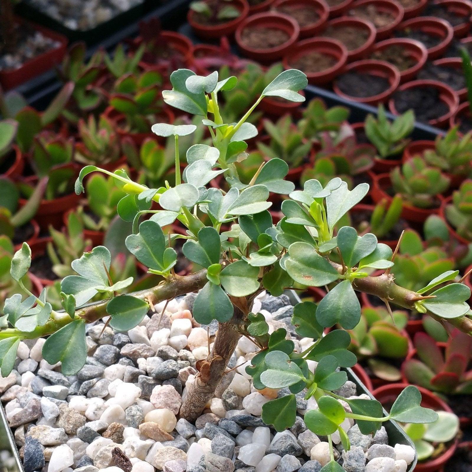 Sarcocaulon vanderietiae