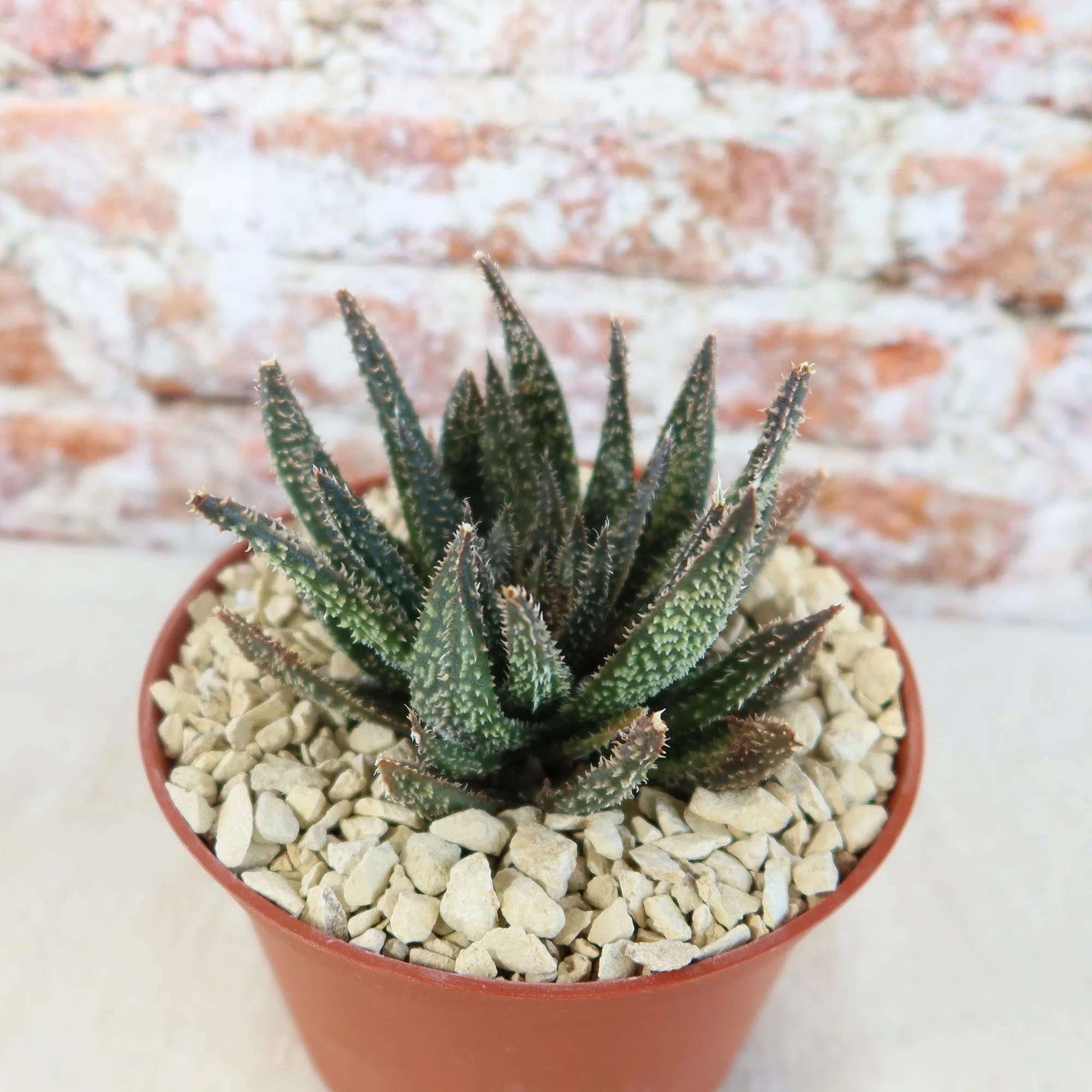Aloe Gasteraloe Tarantula