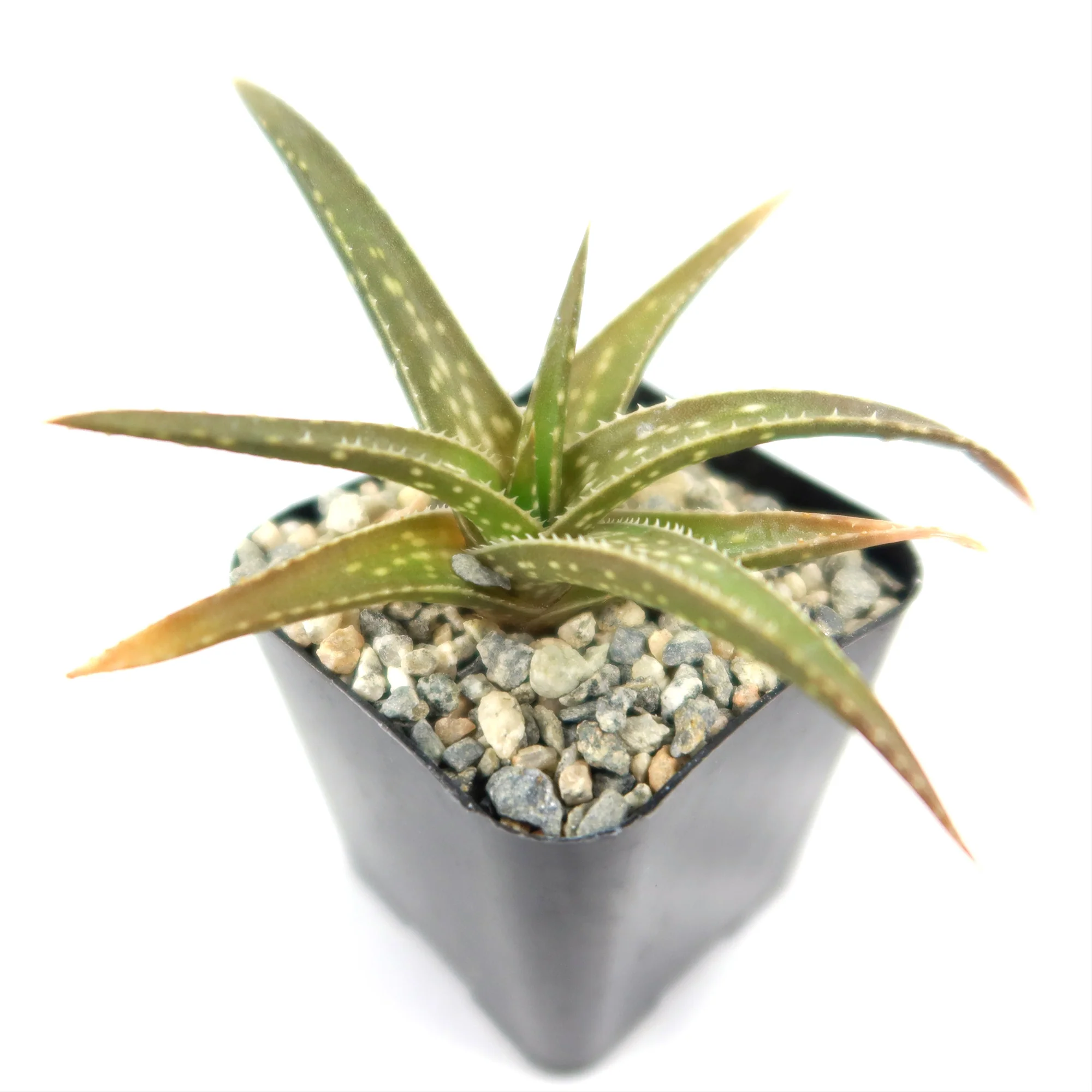 Aloe firebird hybrid