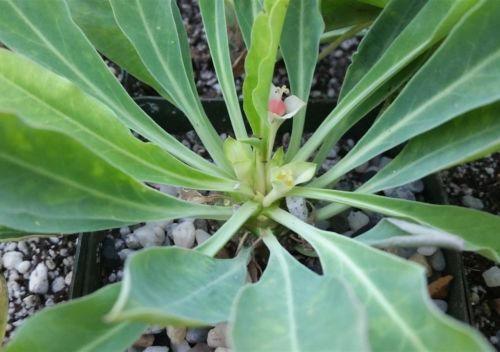 Euphorbia bupleurifolia