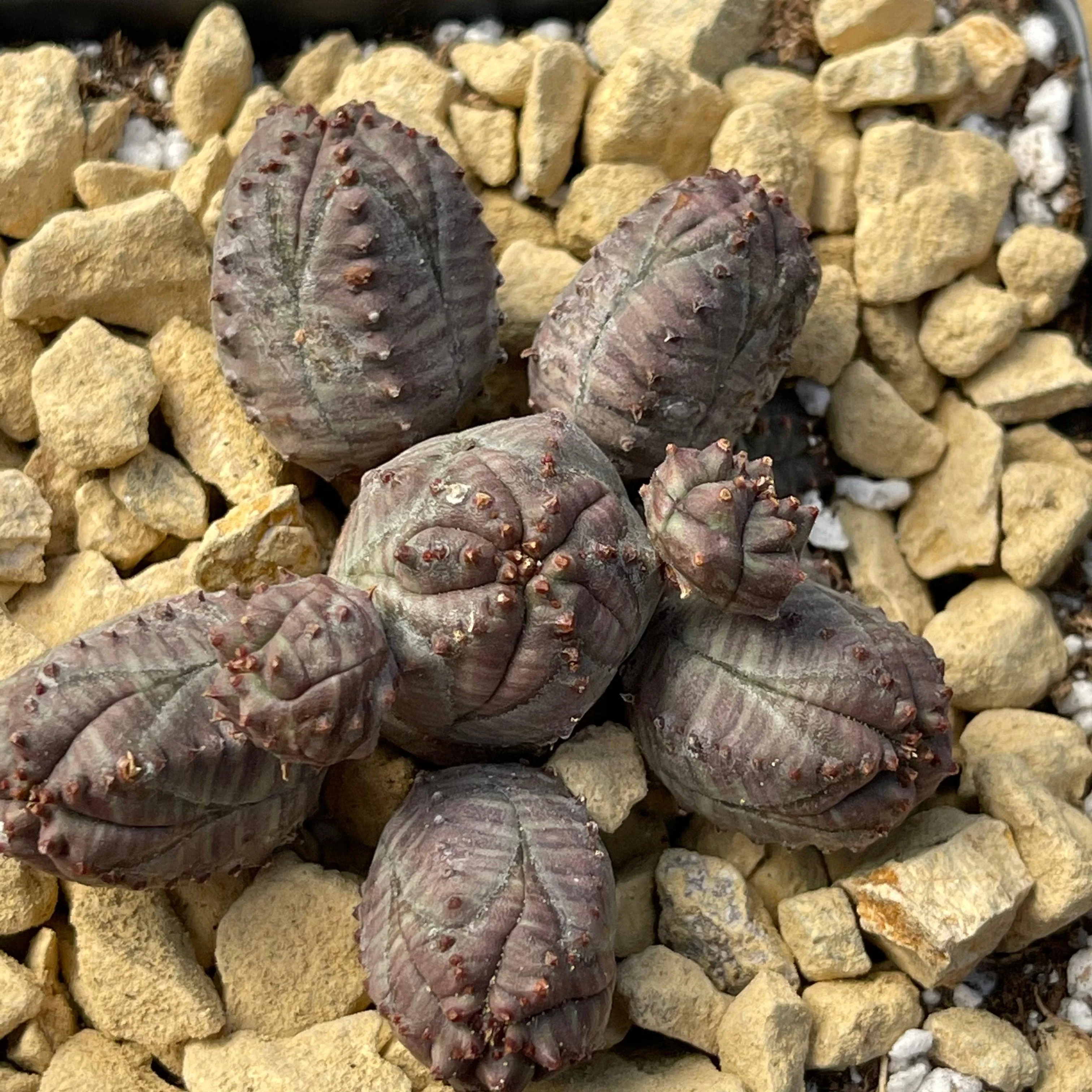 Euphorbia pseudoglobosa