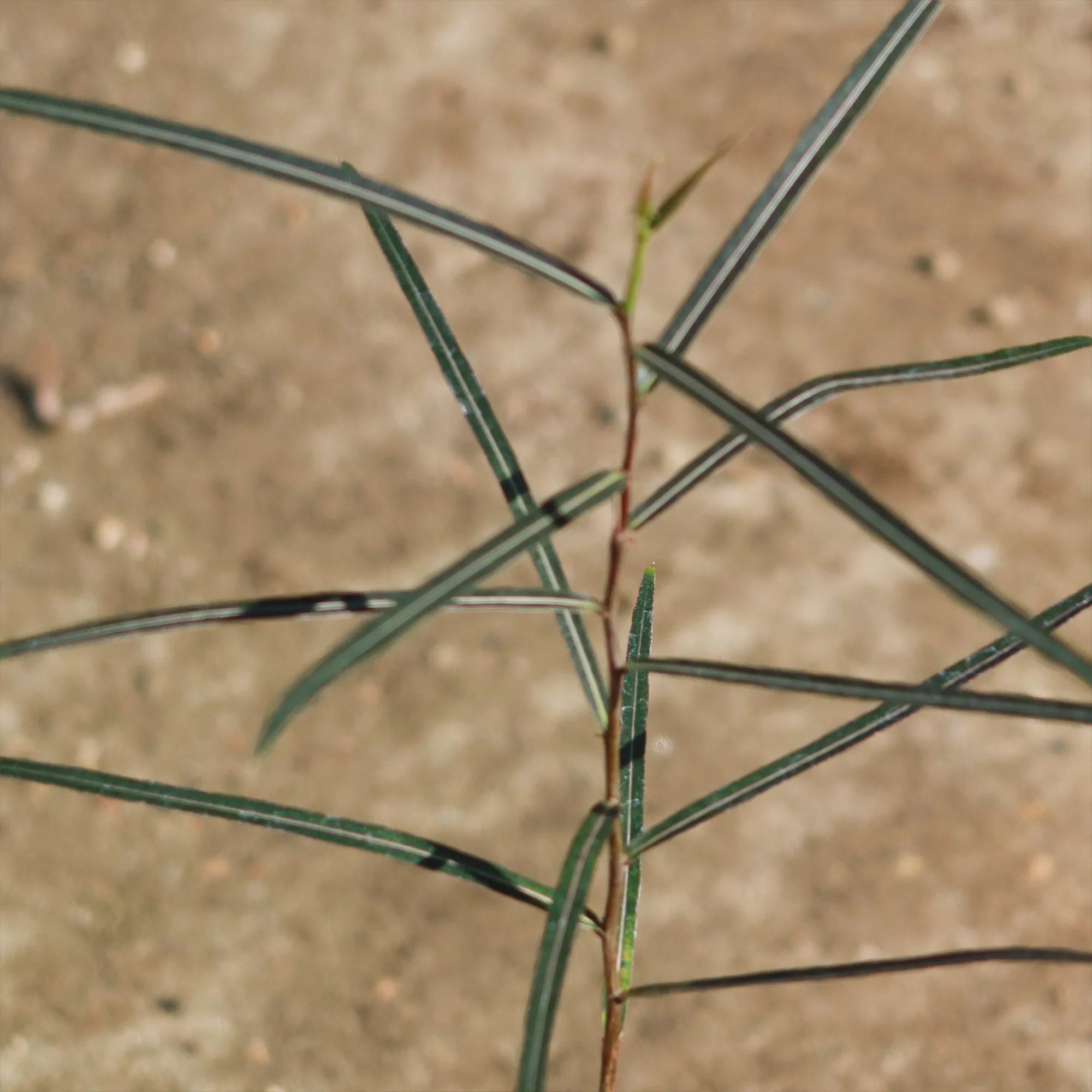 Queensland Bottle Tree 'Brachychiton rupestris'