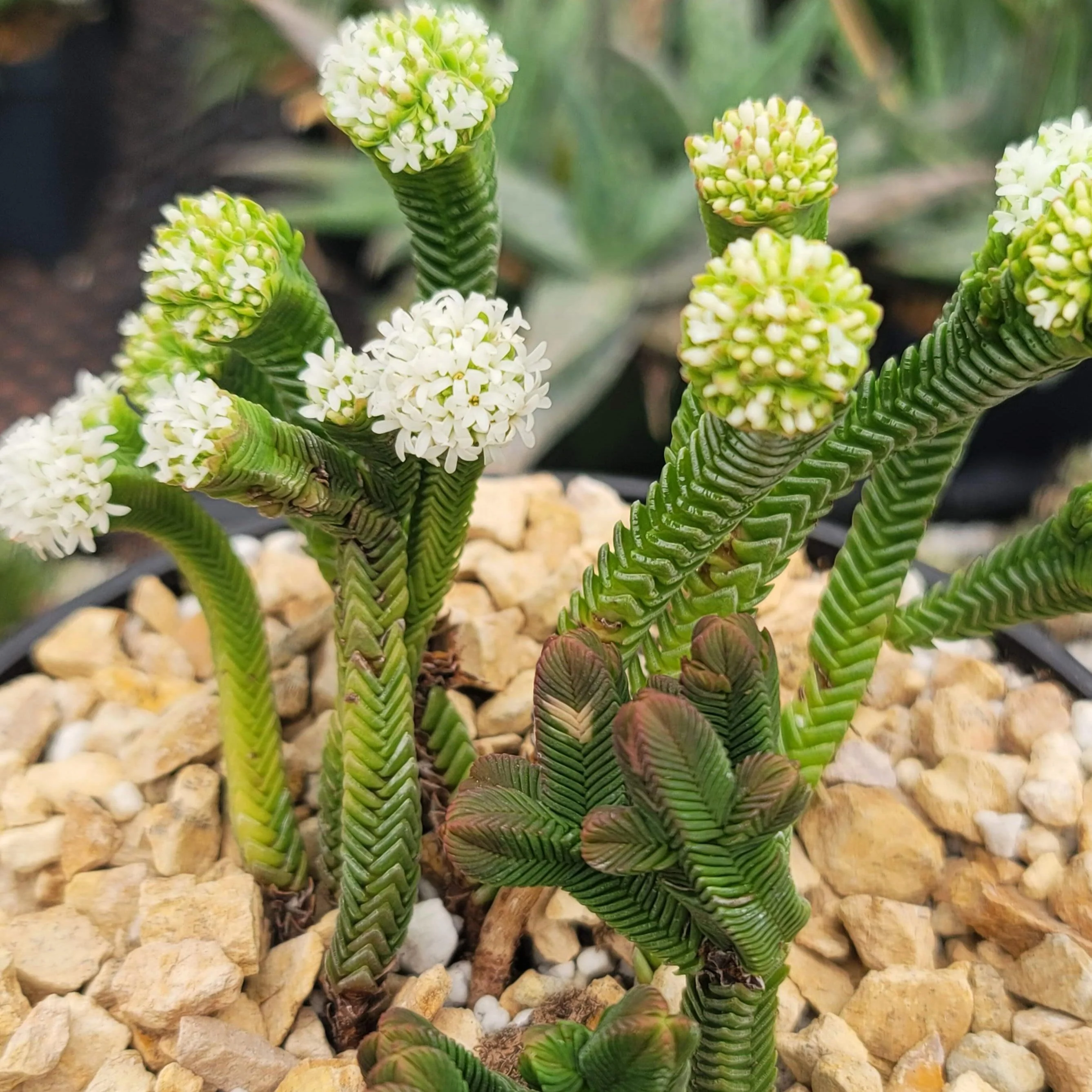 Pagoda Mini Jade ��Crassula pyramidalis��