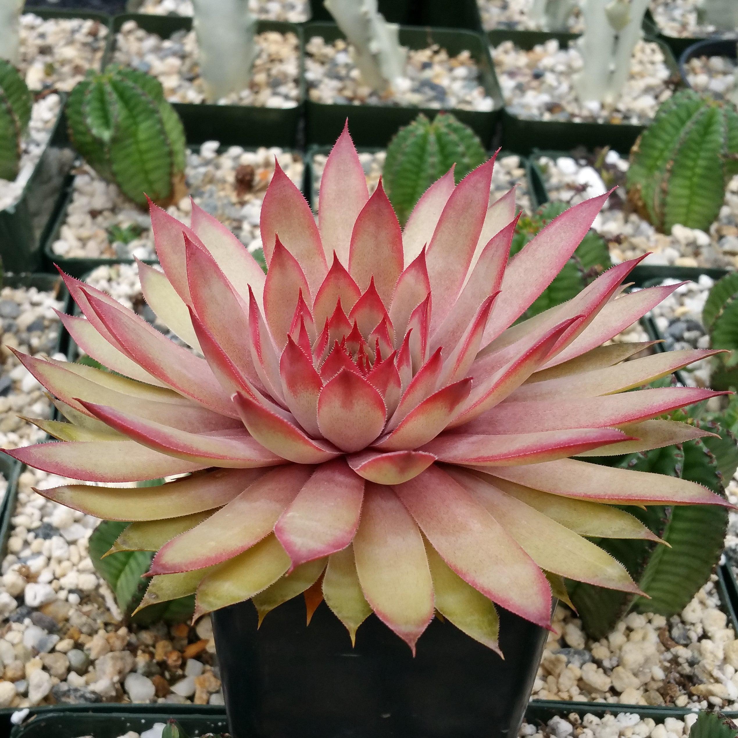 Sempervivum 'Ruby Heart' Hens and Chicks