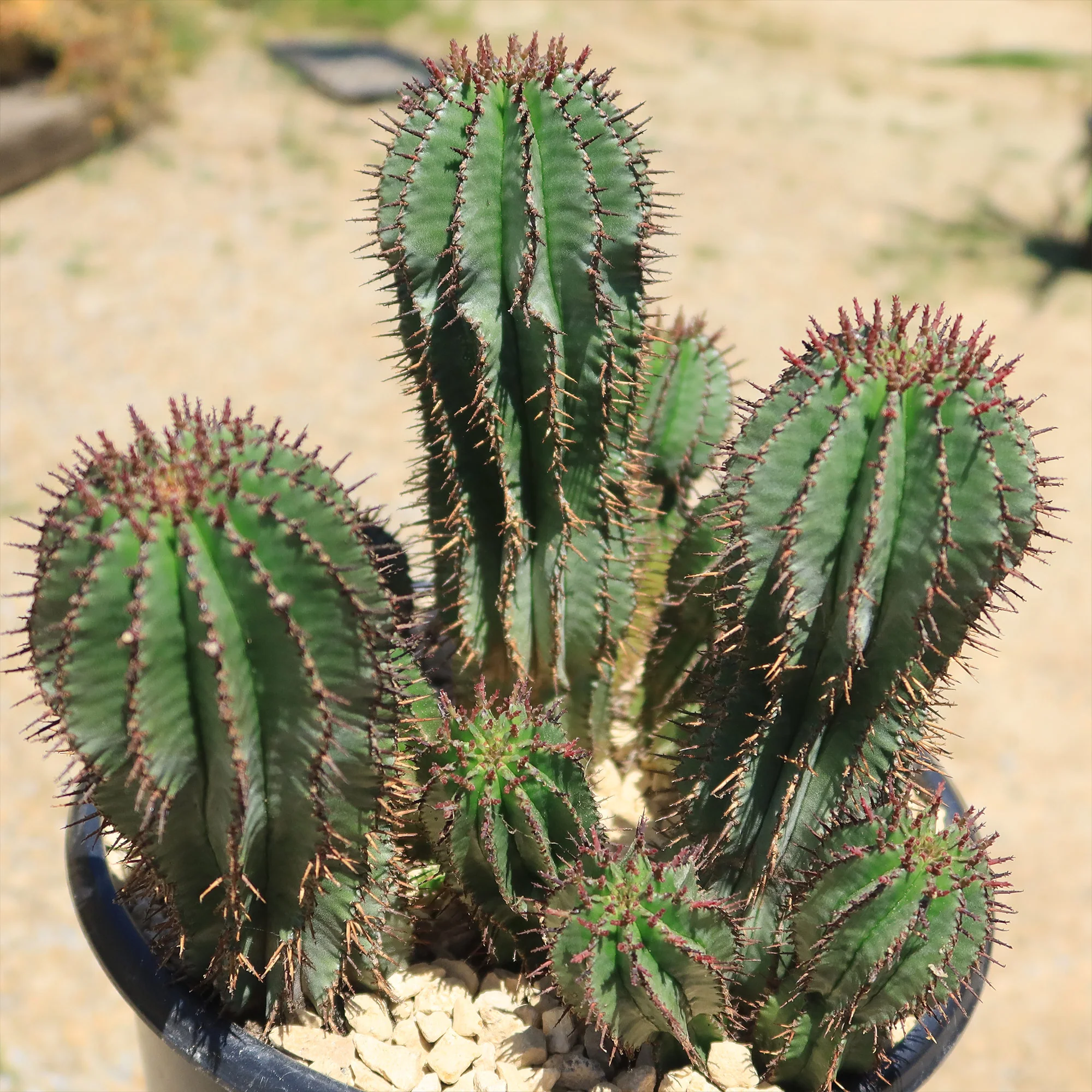 Milk Barrel Cactus ��Euphorbia cereiformis��
