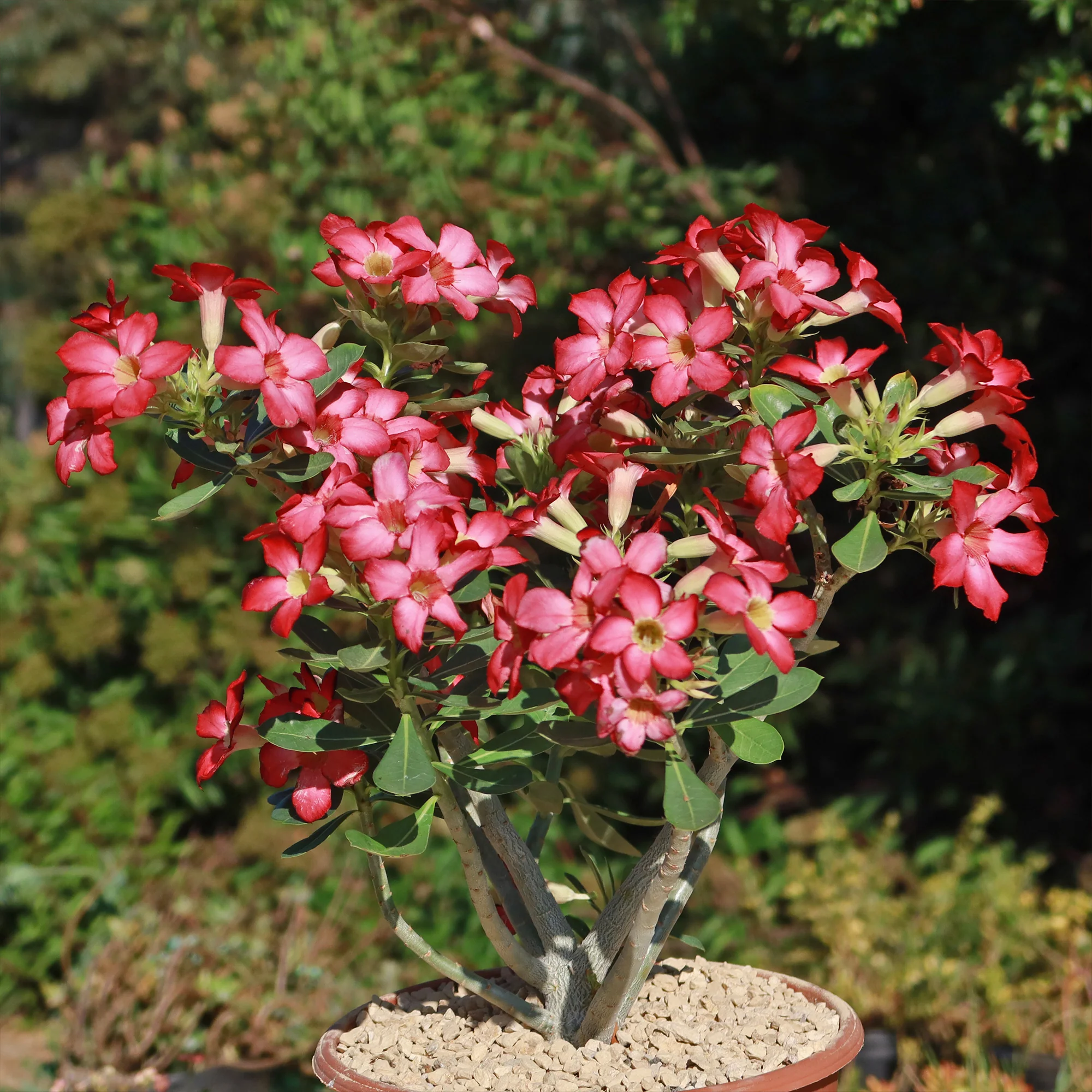 Desert Rose 'Adenium obesum'
