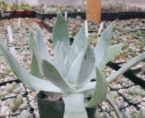 Giant Chalk Dudleya ��Dudleya brittonii��