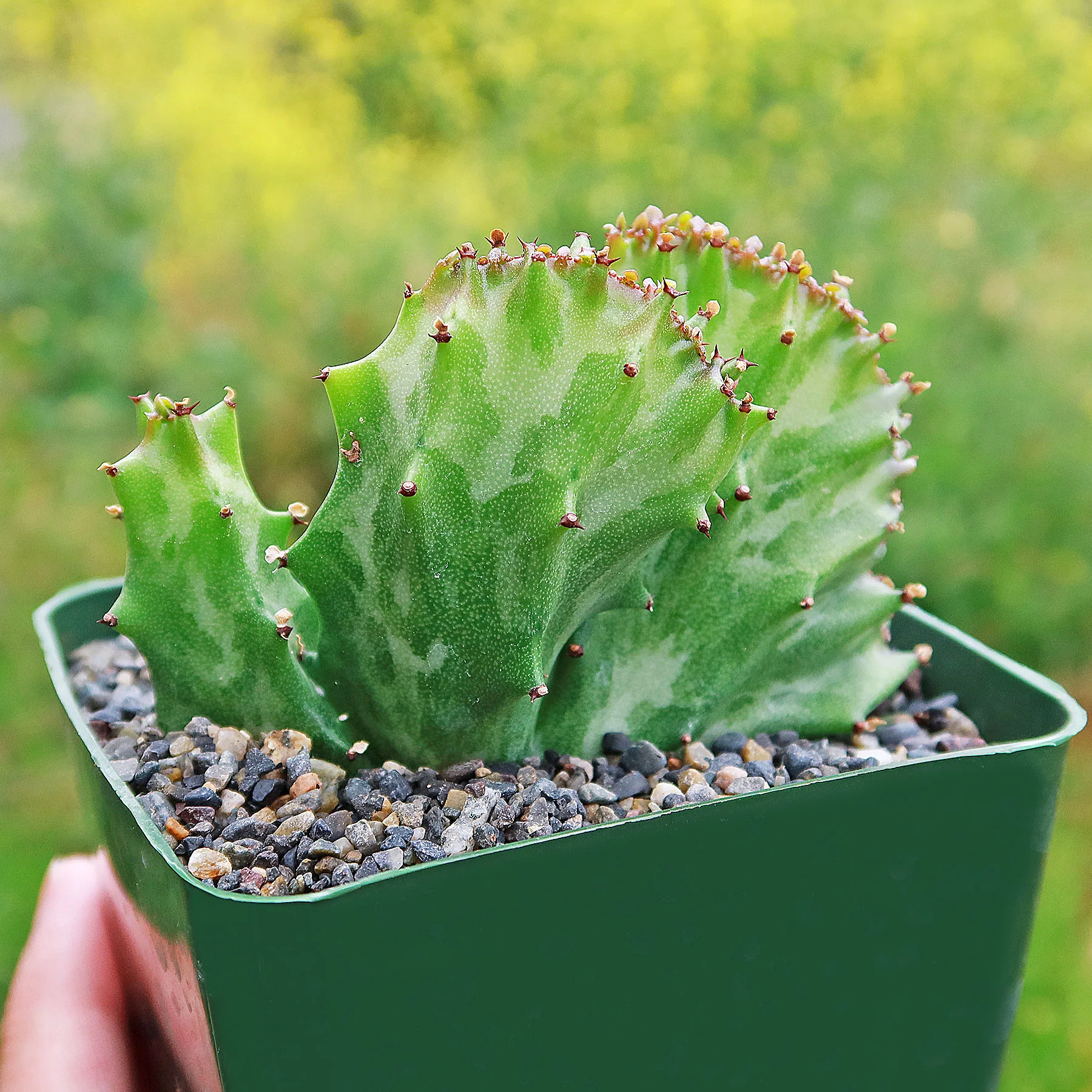 Coral Cactus - Euphorbia lactea 'cristata'