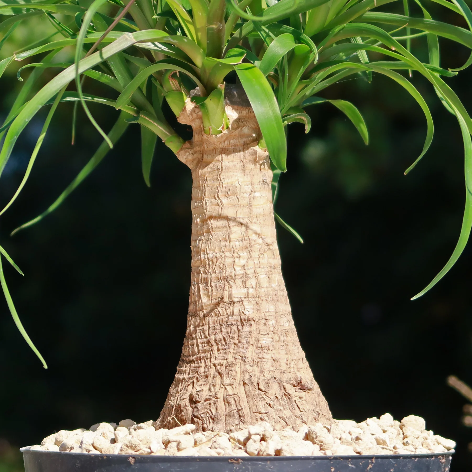 Ponytail palm 'Beaucarnea recurvata'