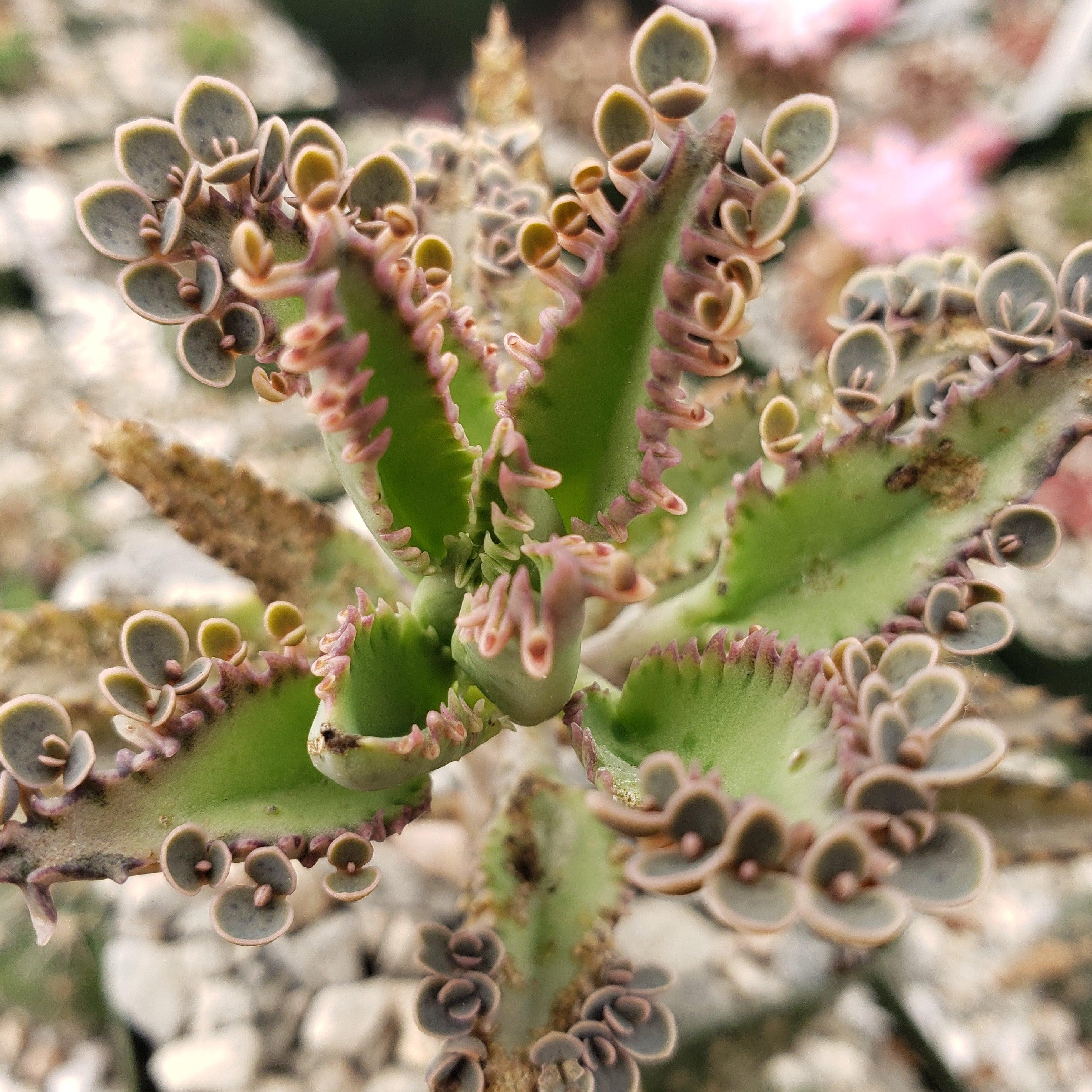 Hybrid Mother of Millions ��Kalanchoe houghtonii��