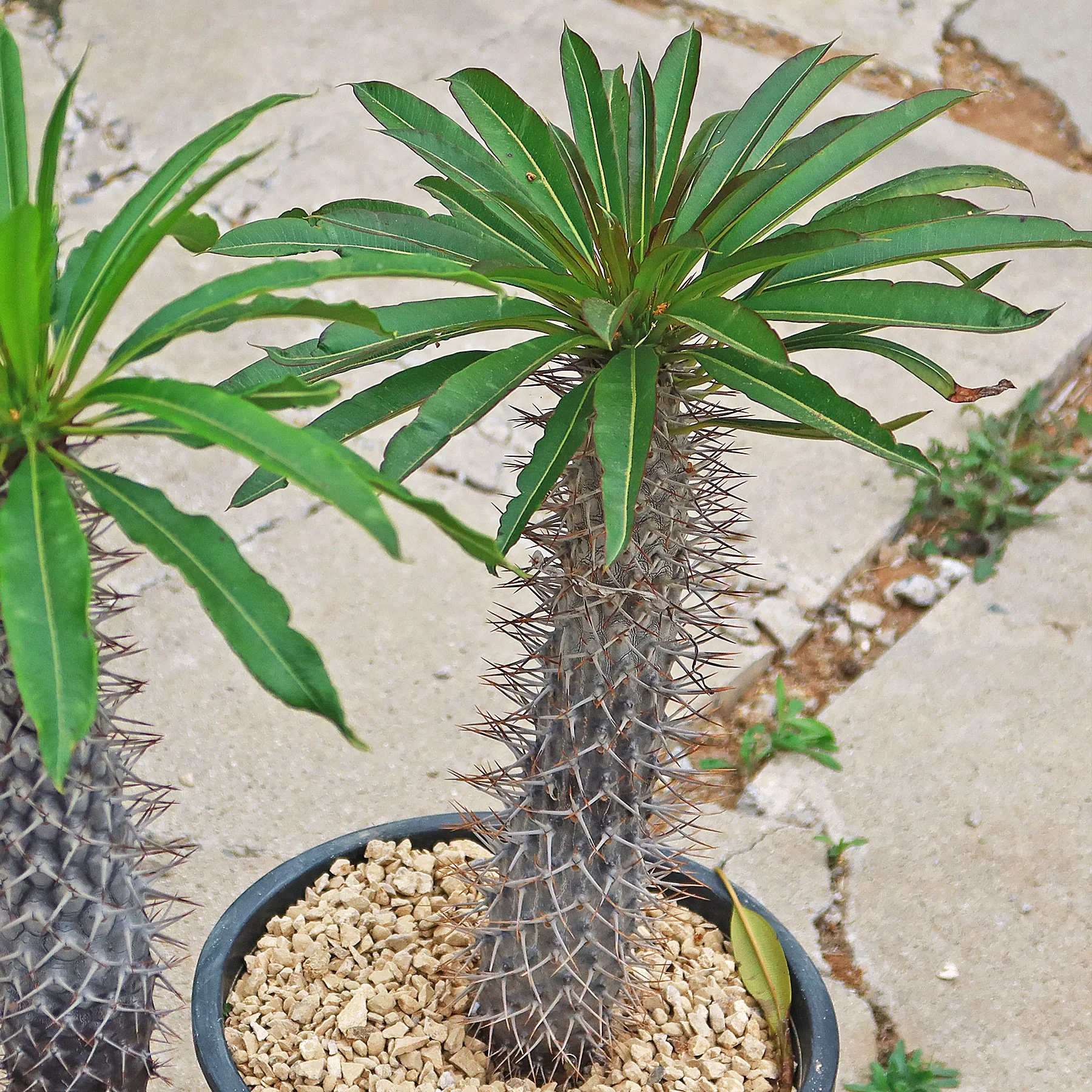 Madagascar Palm Plant - Pachypodium lamerei