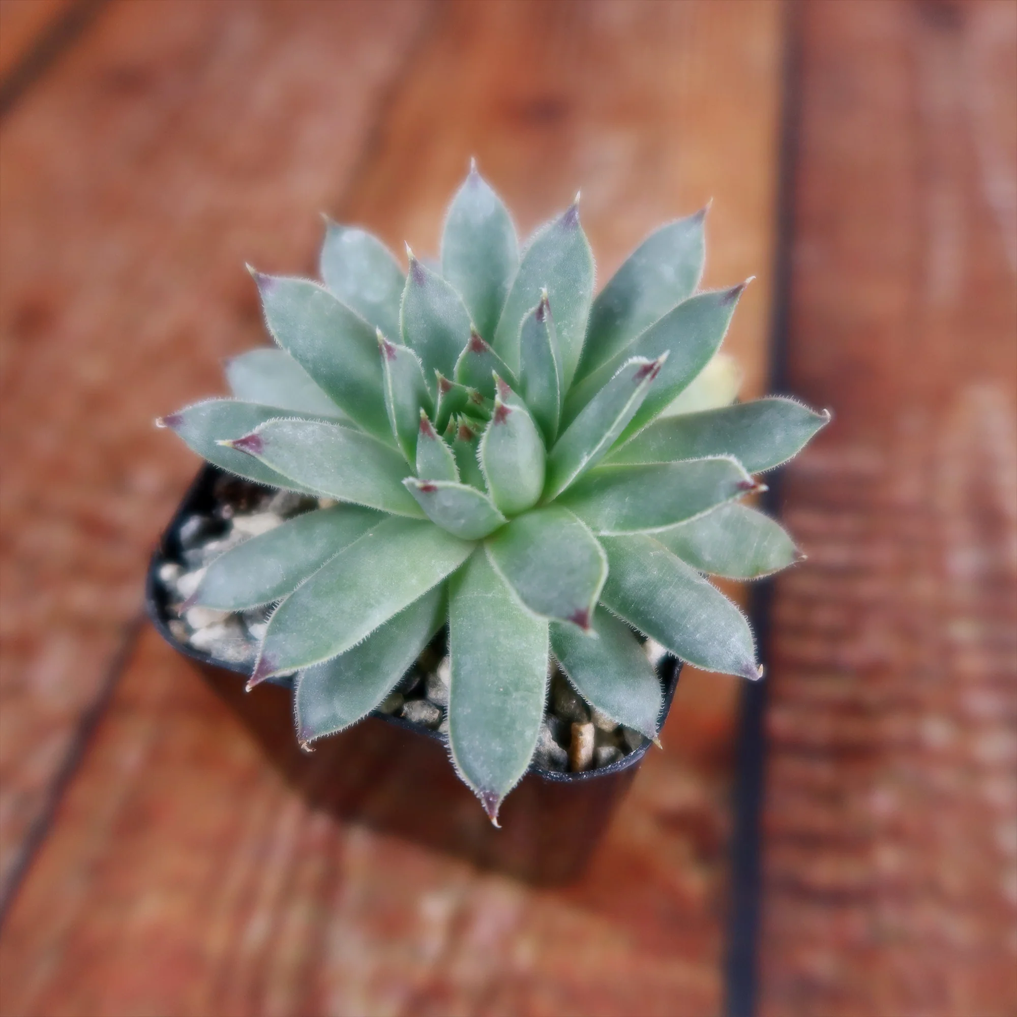 Sempervivum calcareum (Hens and Chicks)