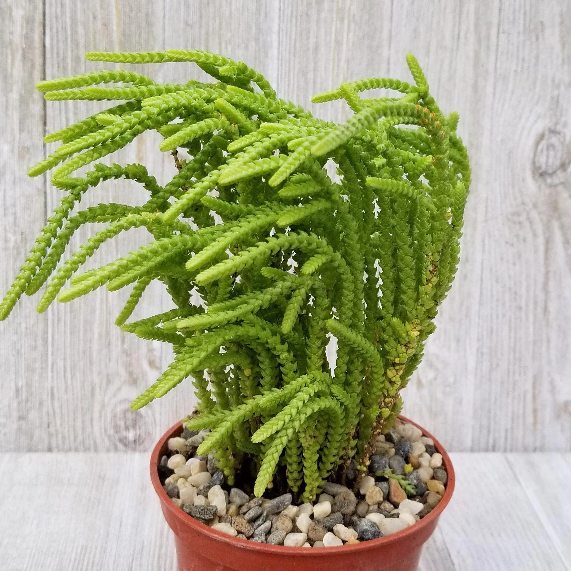 Watch Chain 'Crassula muscosa lycopodioides'