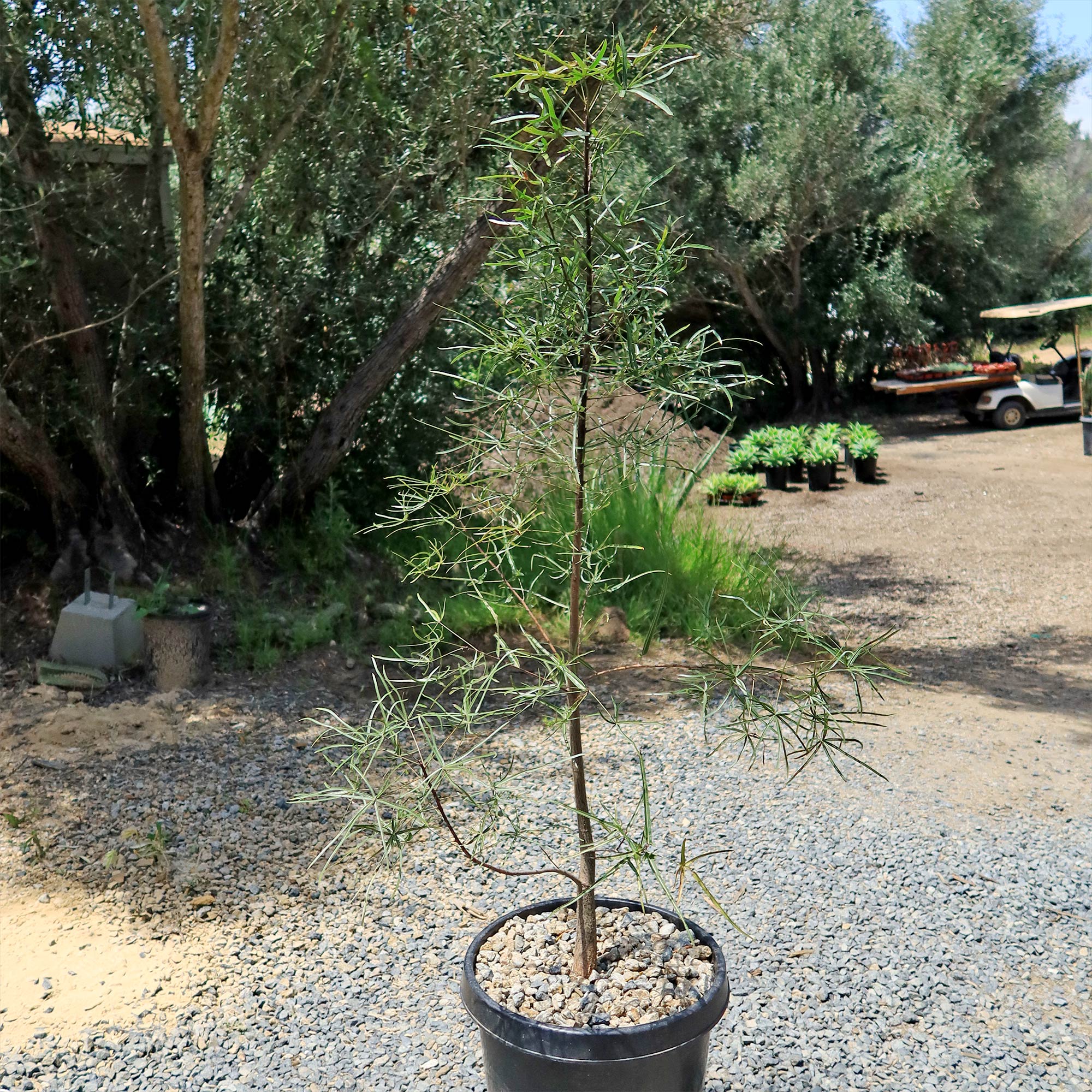 Queensland Bottle Tree 'Brachychiton rupestris'