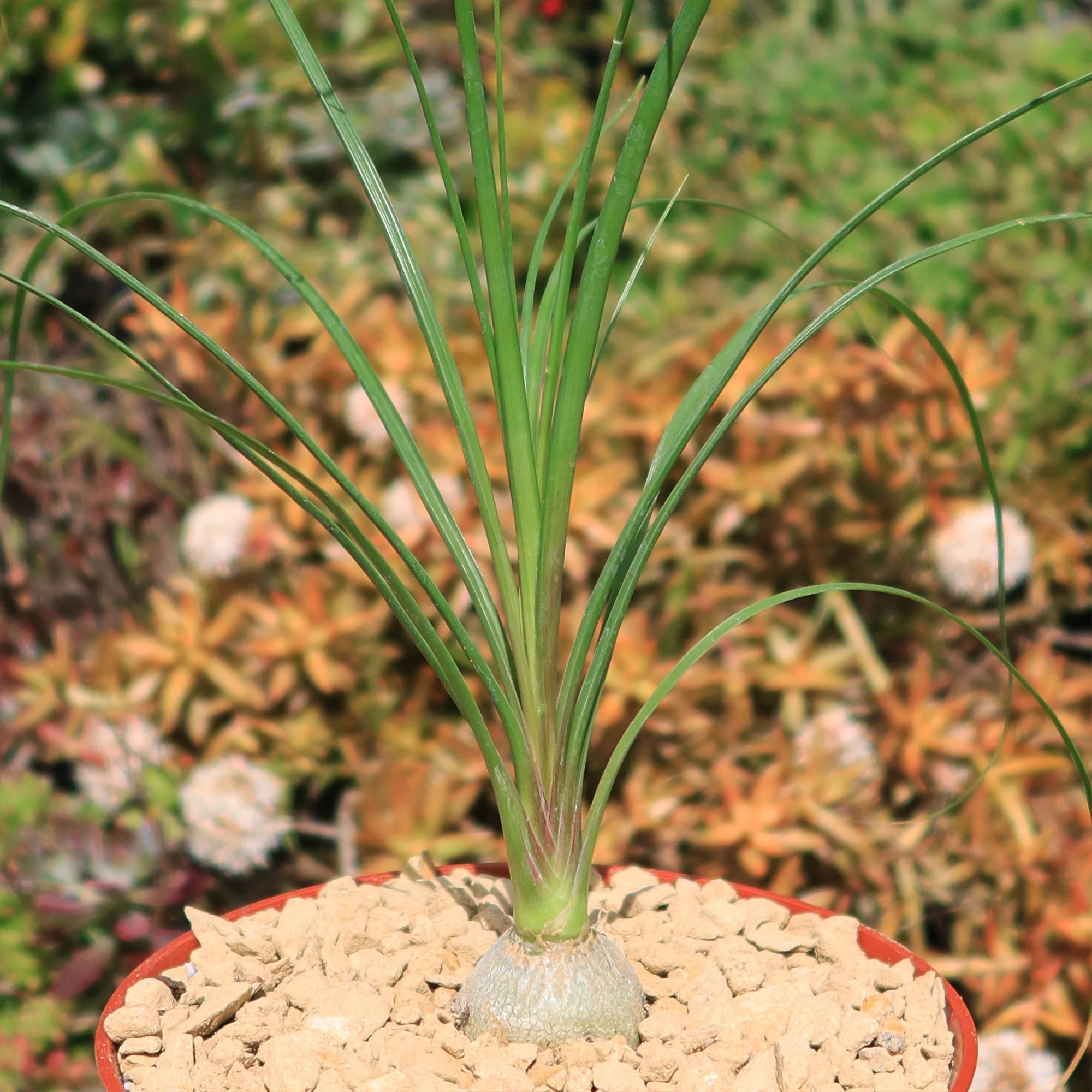 Ponytail palm 'Beaucarnea recurvata'