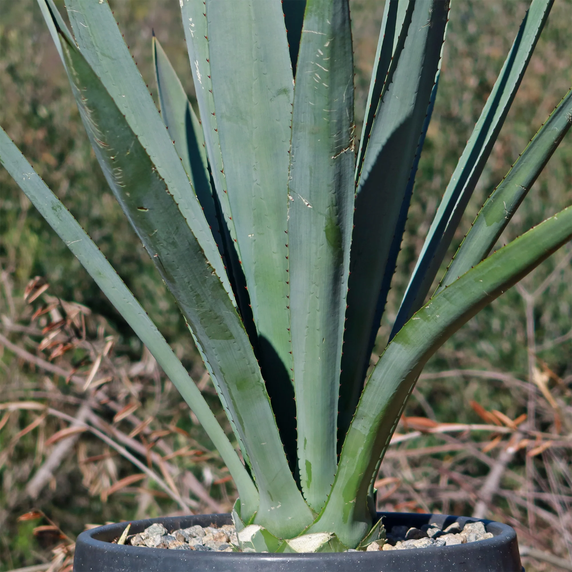 Blue agave - Agave Tequilana 'Tequila Plant'