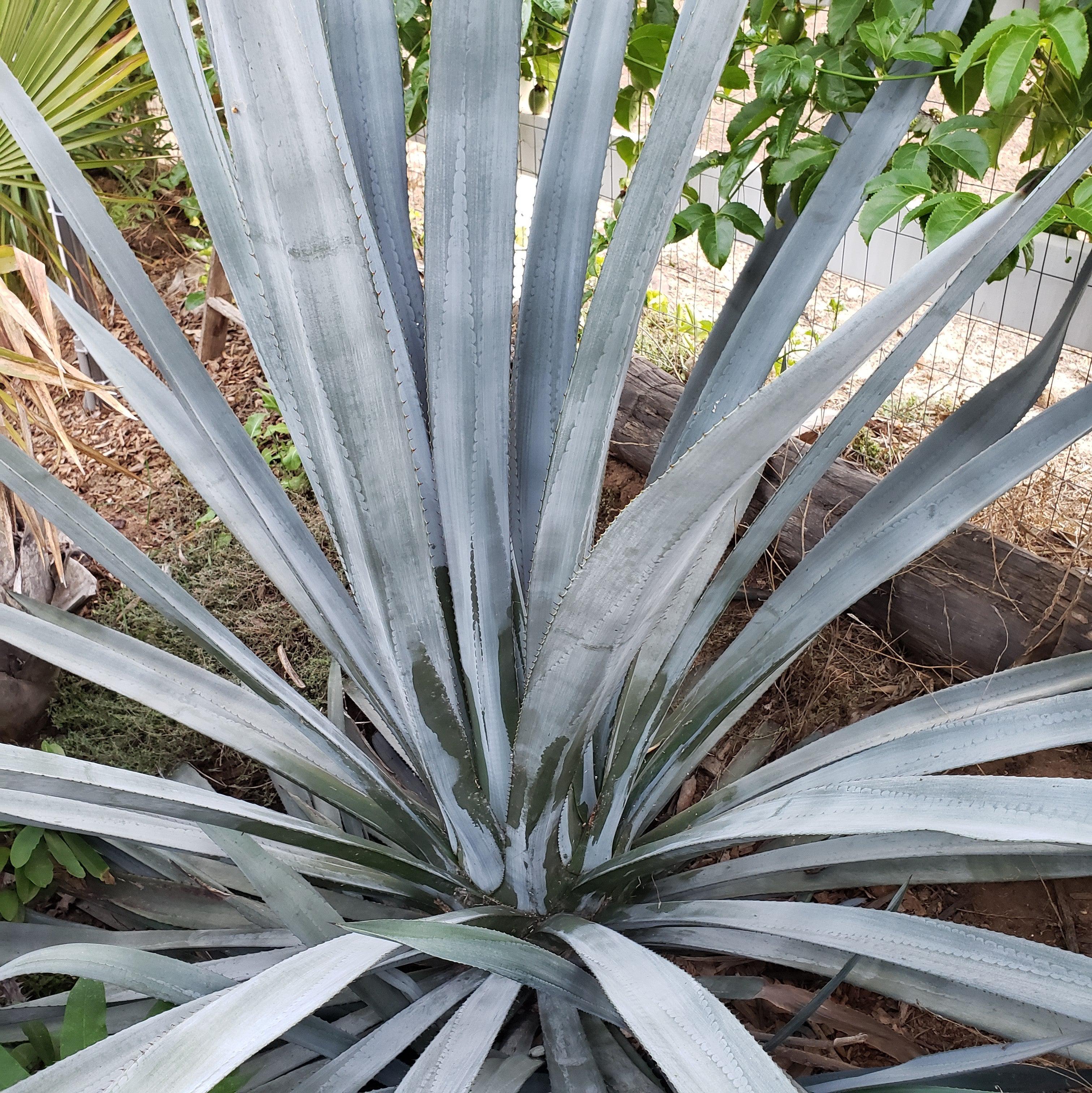 Blue agave - Agave Tequilana 'Tequila Plant'