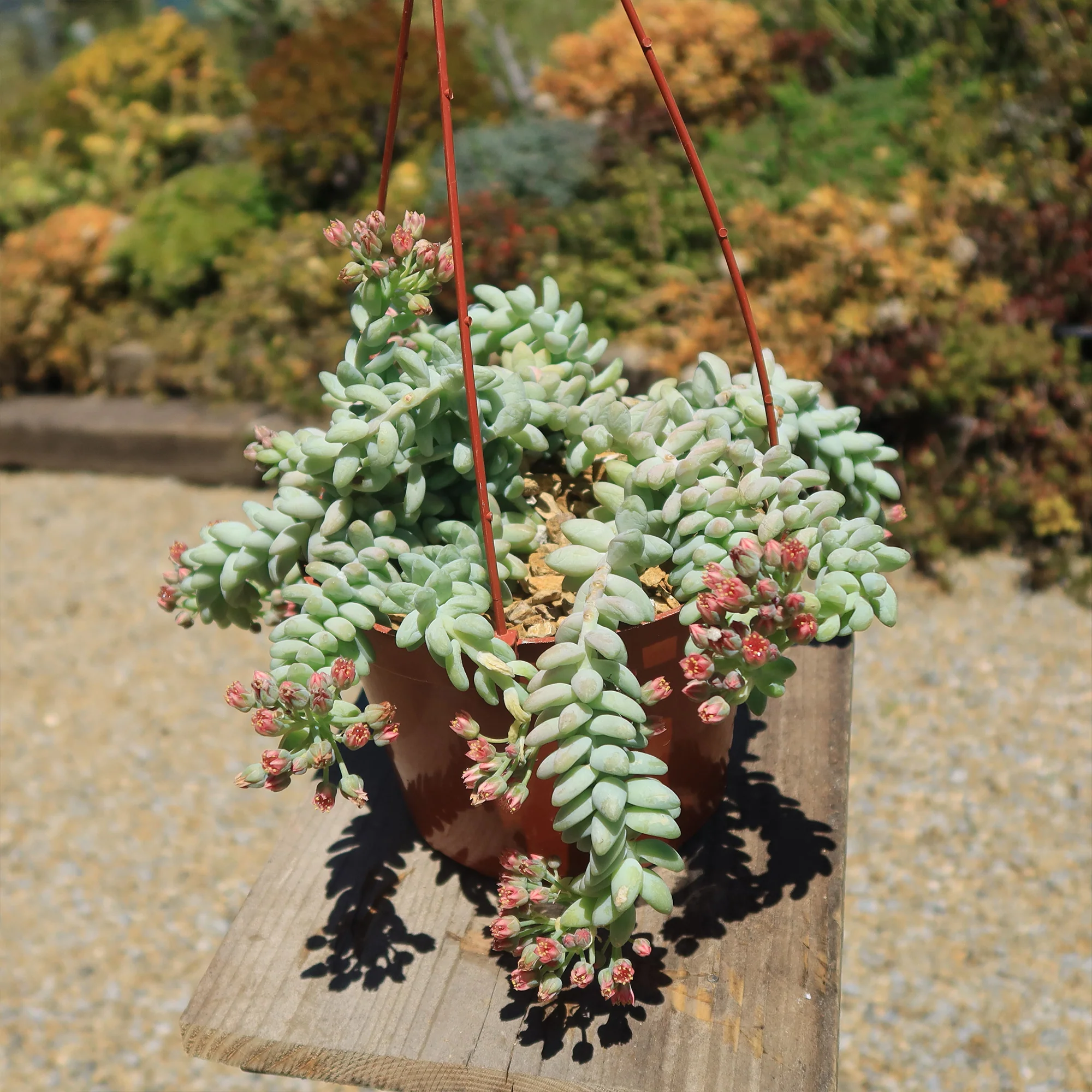 Burro��s Tail Succulent - Sedum morganianum ��Burrito��