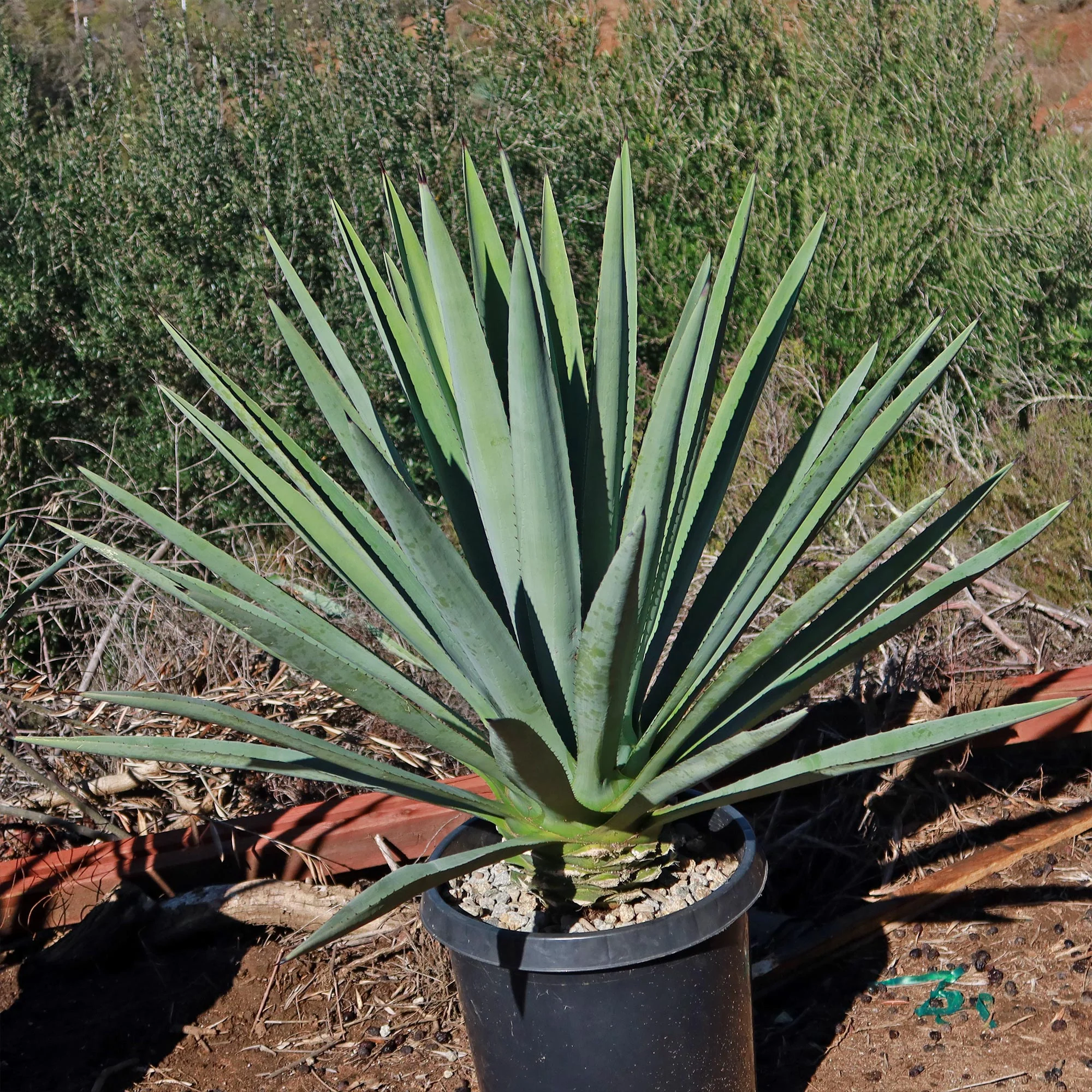 Blue agave - Agave Tequilana 'Tequila Plant'
