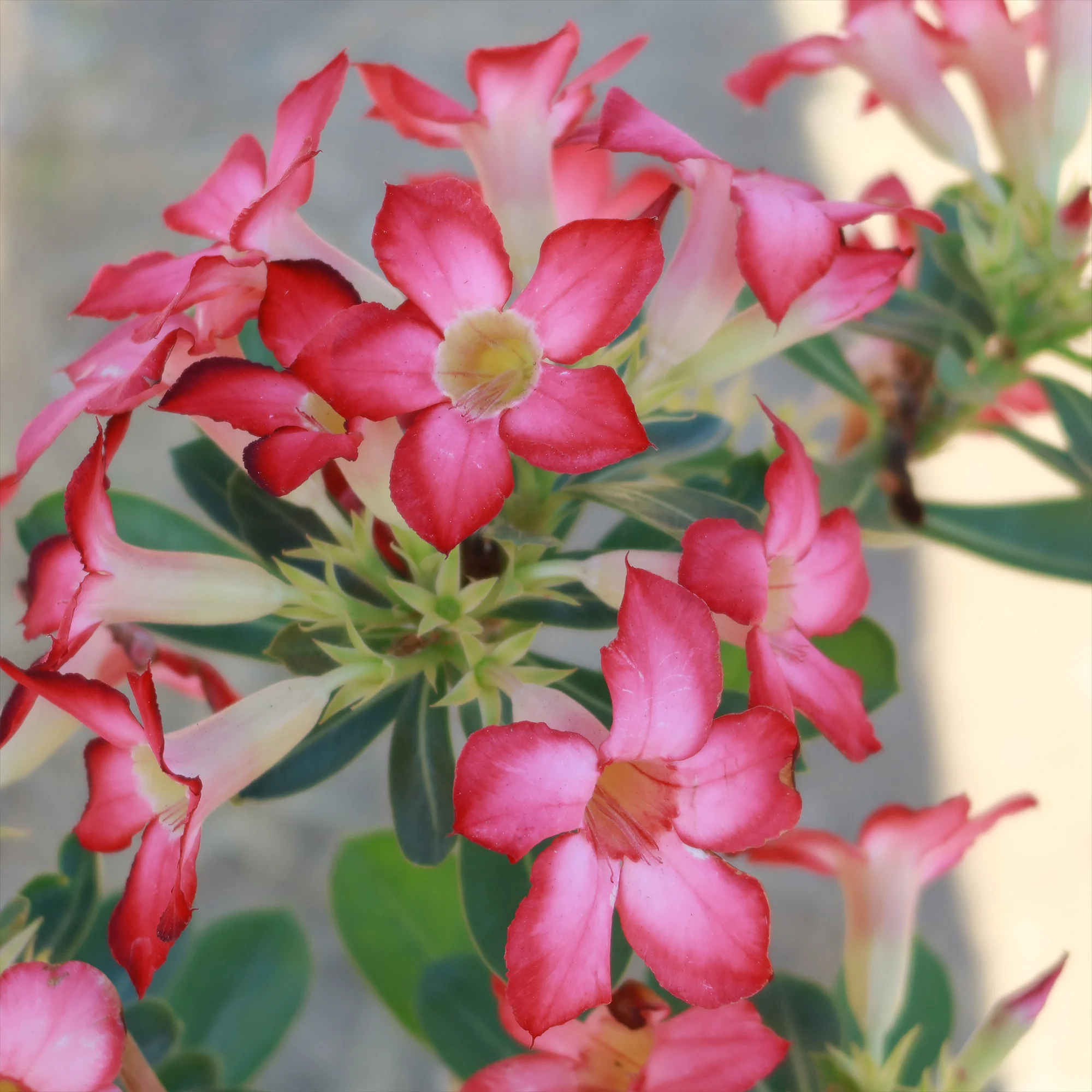 Desert Rose 'Adenium obesum'