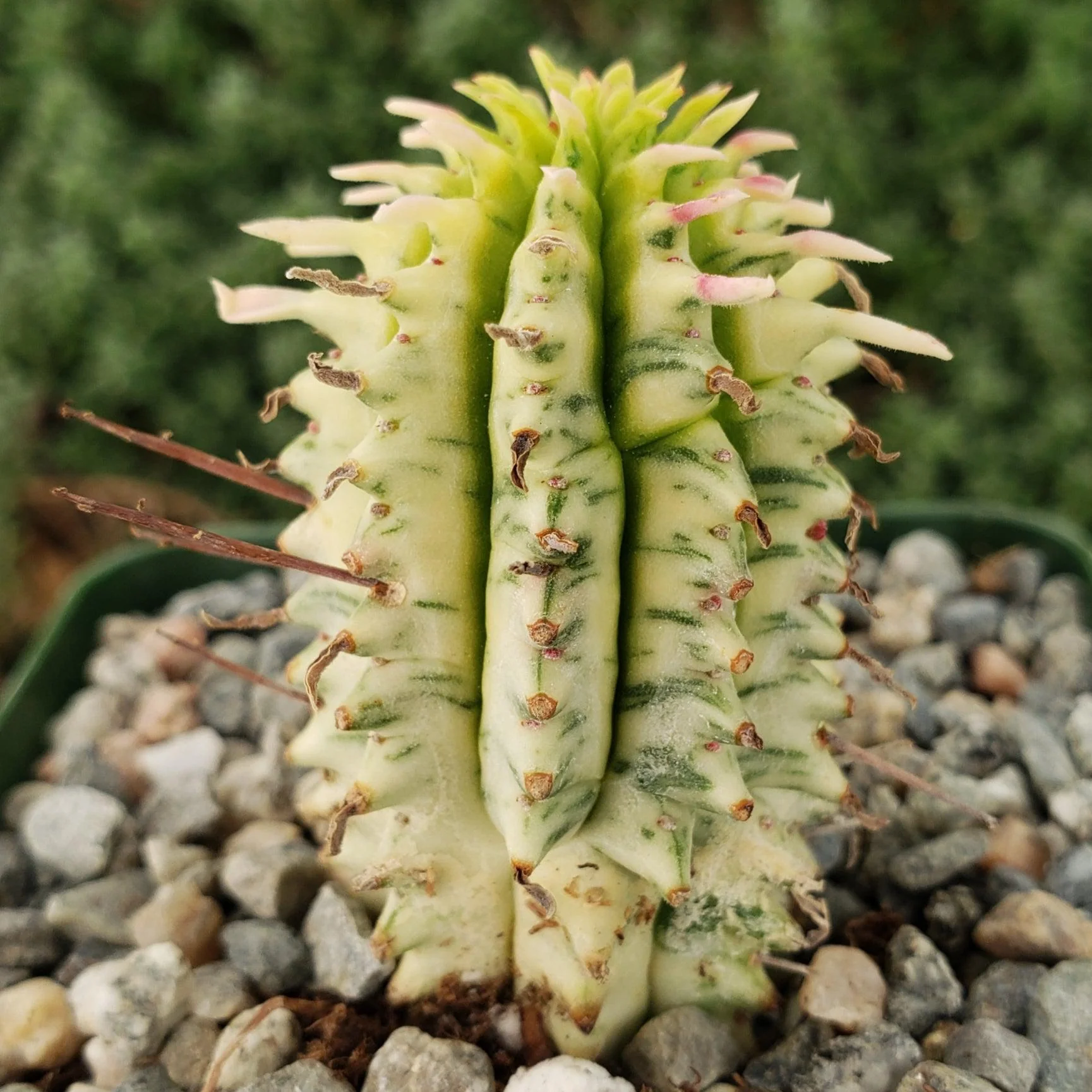 Euphorbia mammillaris variegata yellow 'Corn on the Cob'
