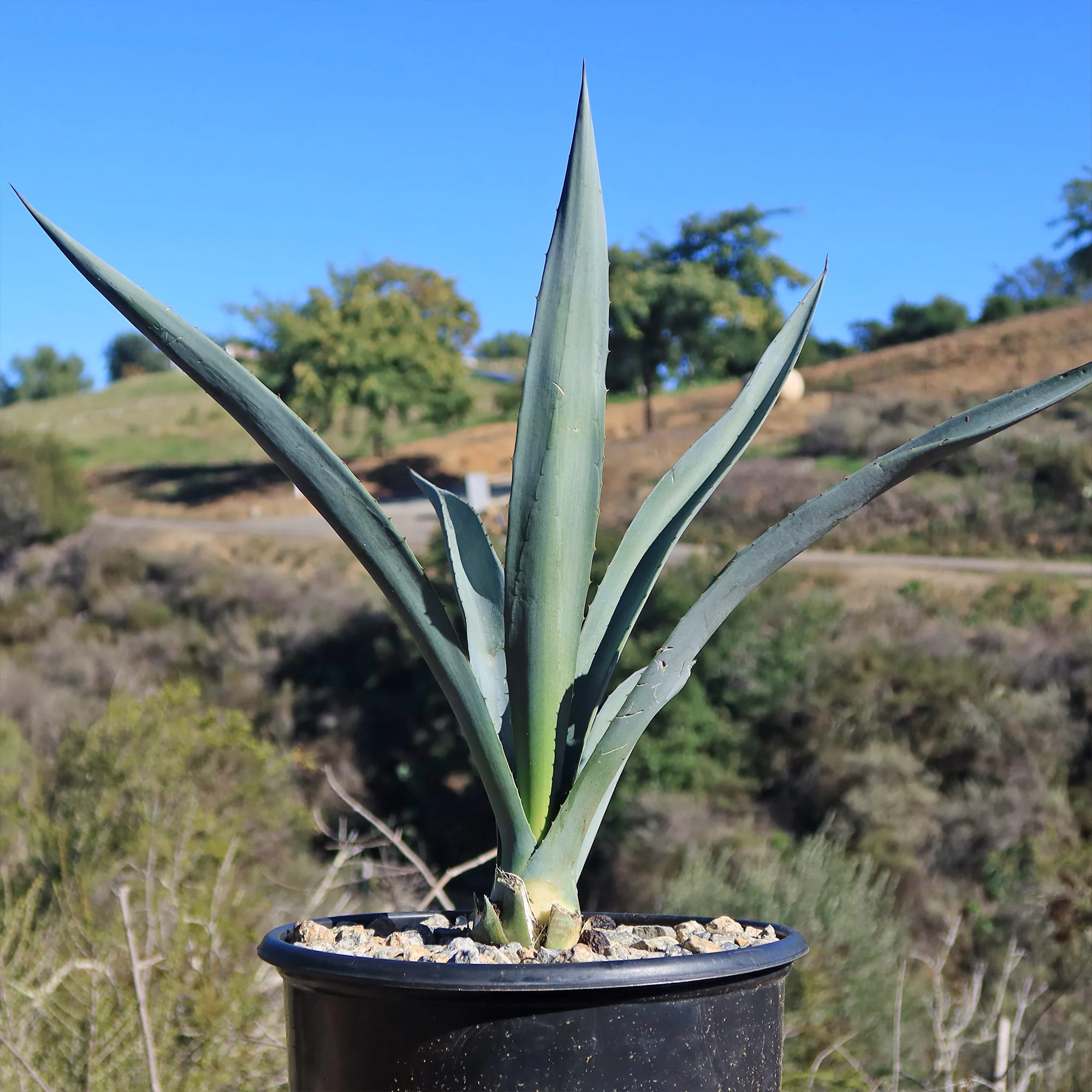 Blue agave - Agave Tequilana 'Tequila Plant'