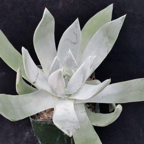 Giant Chalk Dudleya ��Dudleya brittonii��