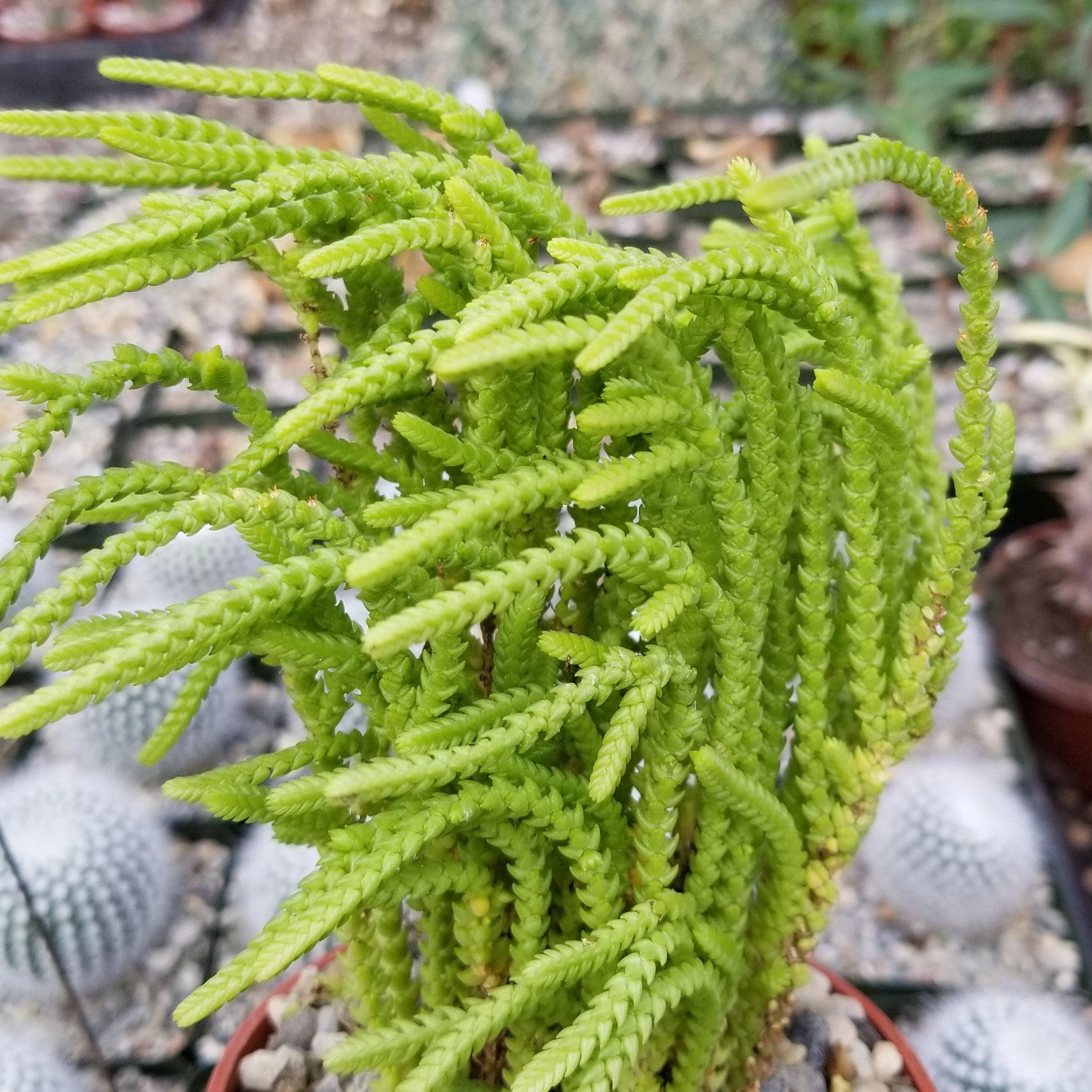Watch Chain 'Crassula muscosa lycopodioides'