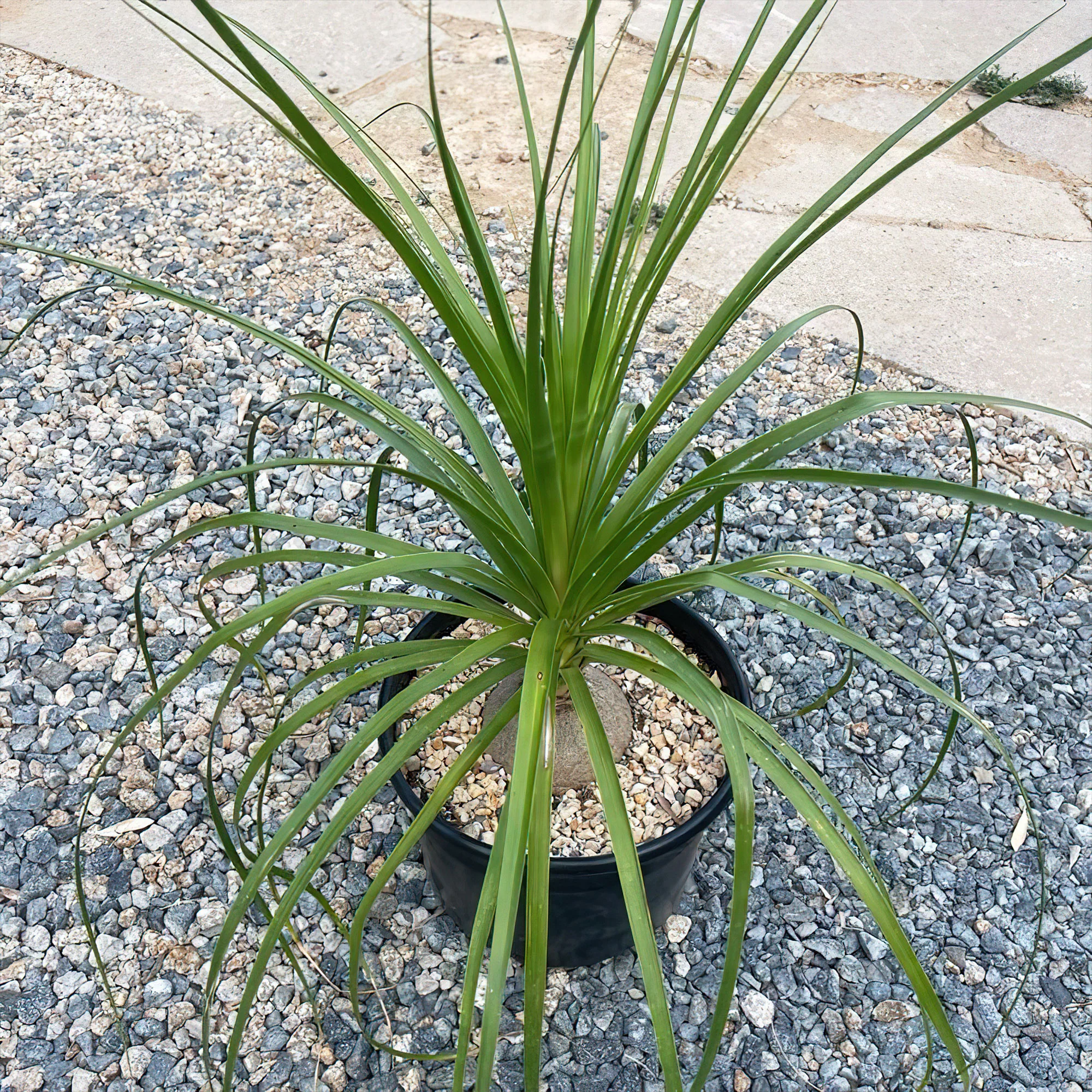 Ponytail palm 'Beaucarnea recurvata'