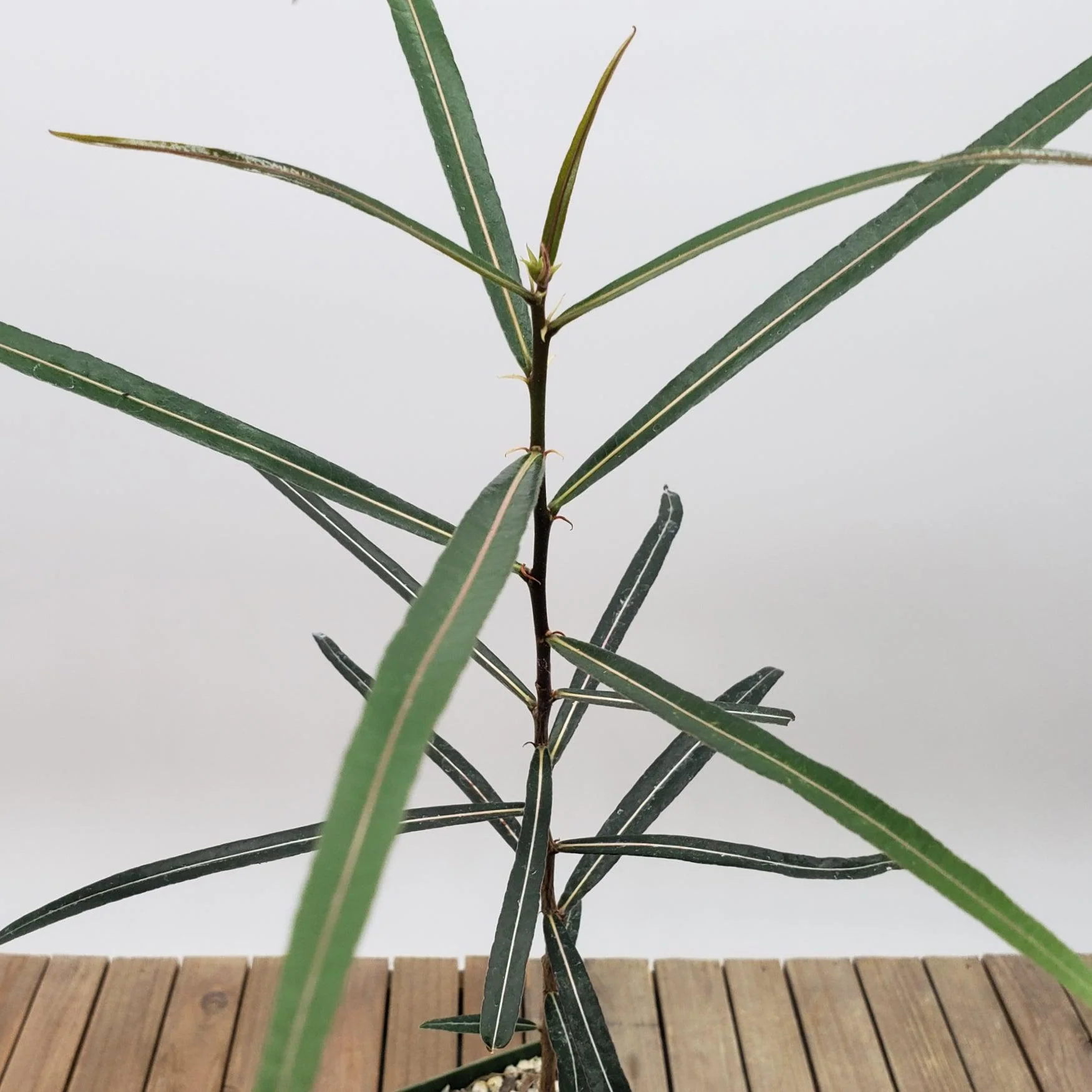 Queensland Bottle Tree 'Brachychiton rupestris'