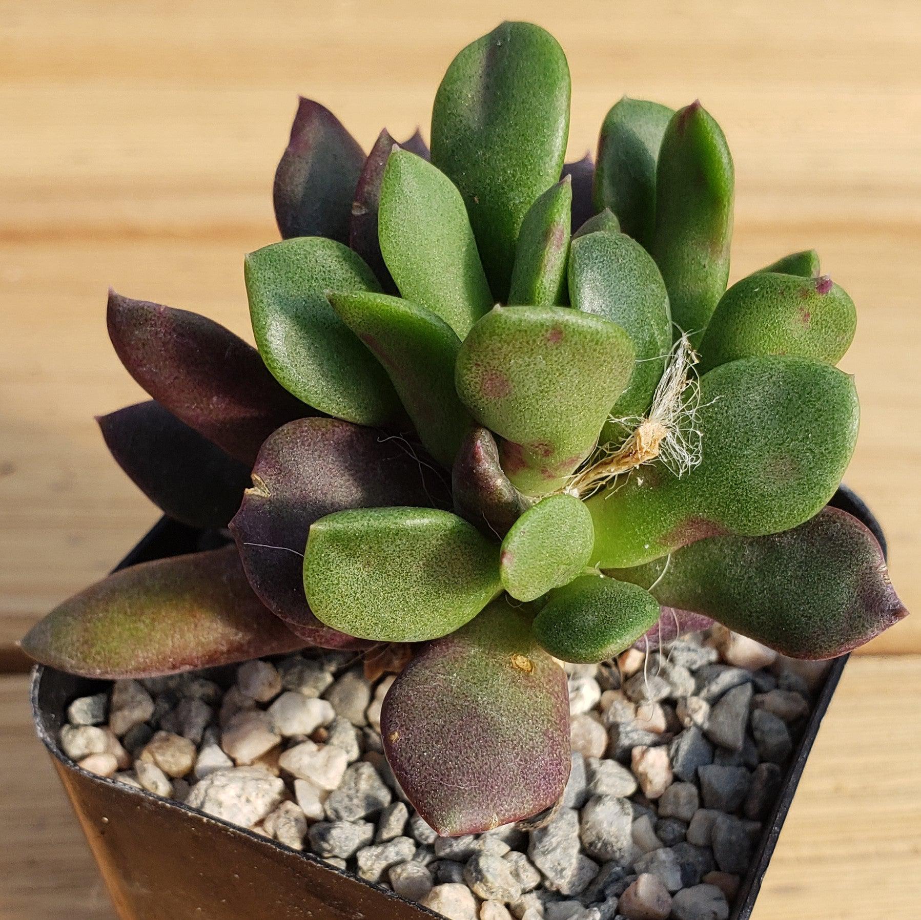 'Sand Rose Succulent - Anacampseros rufescens'