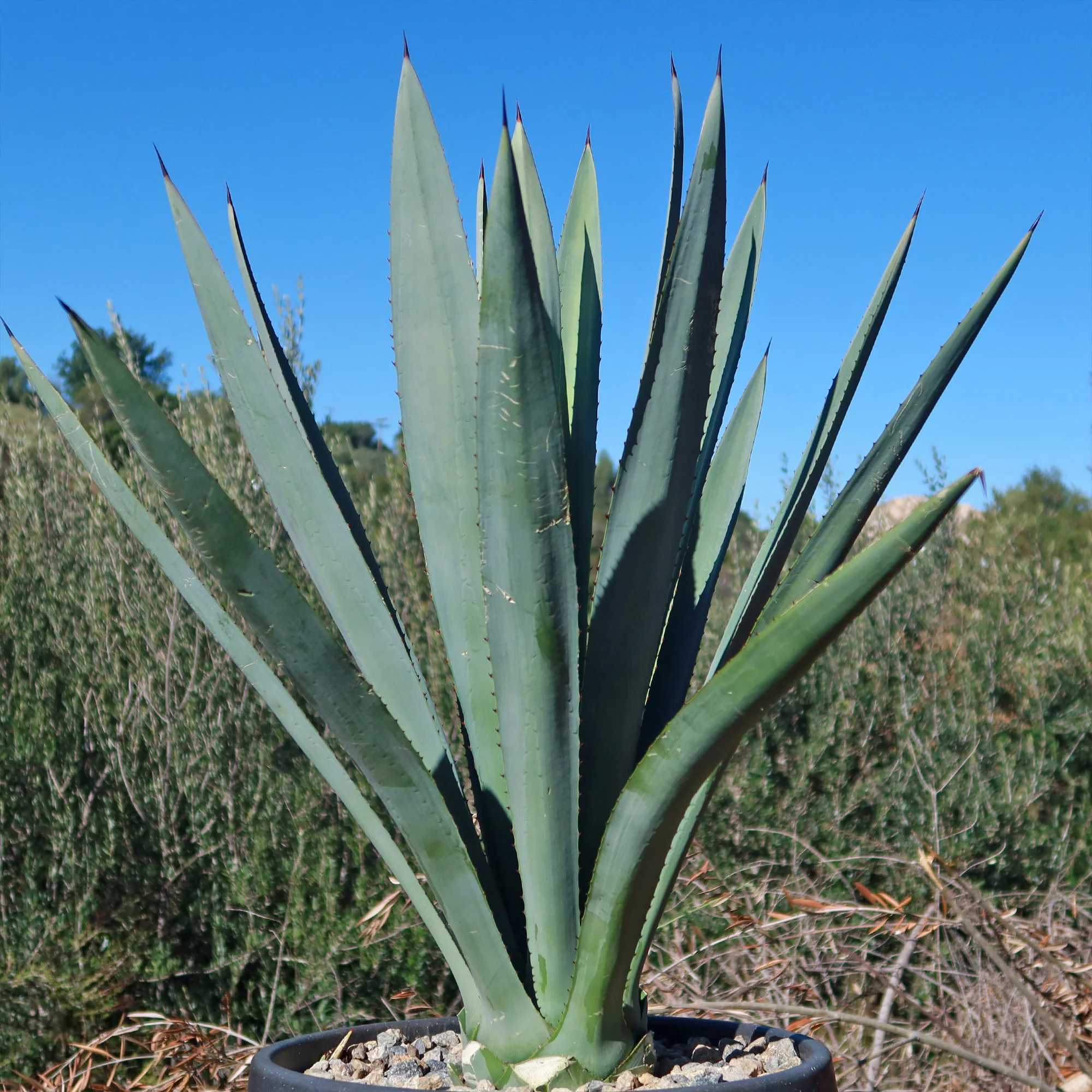 Blue agave - Agave Tequilana 'Tequila Plant'