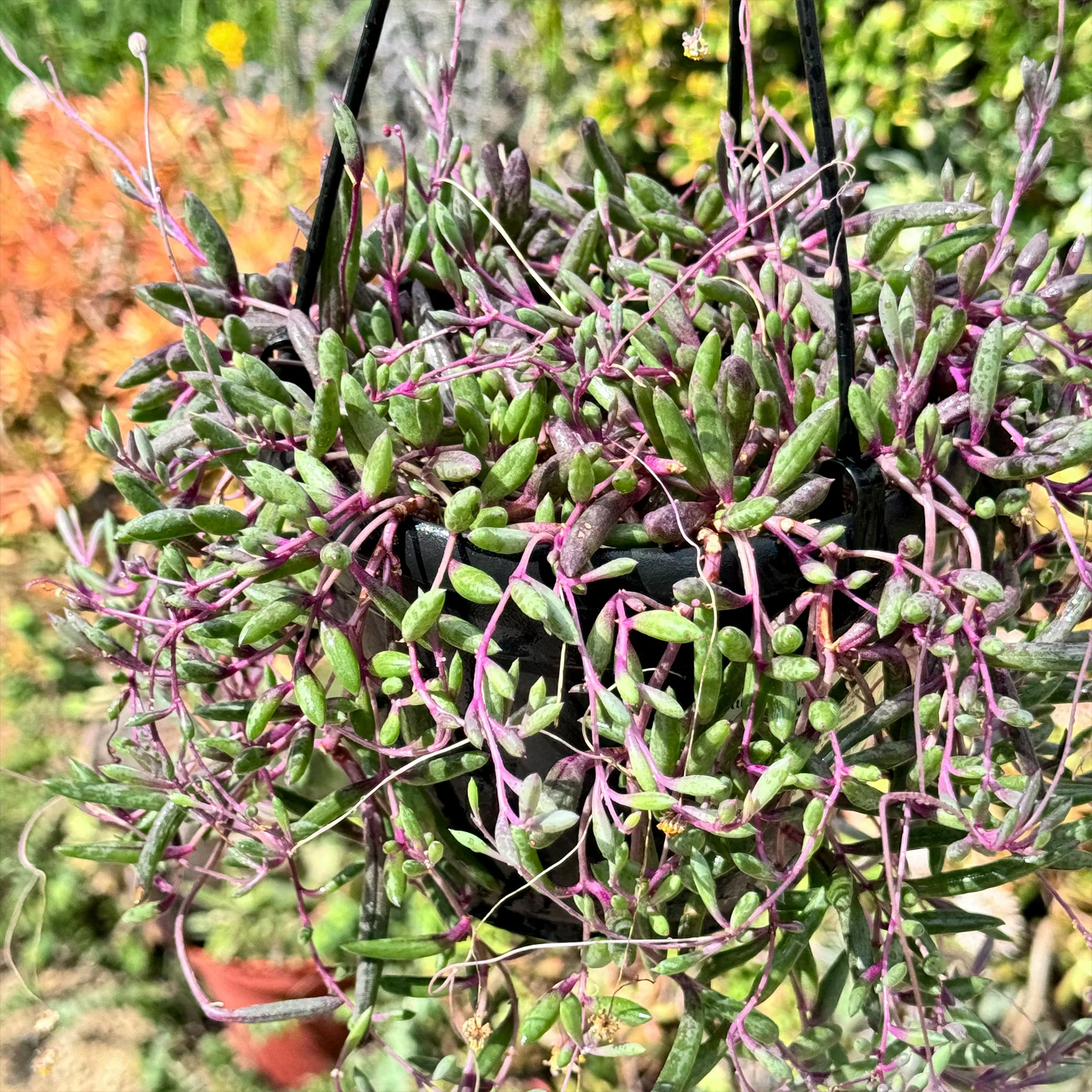 Ruby Necklace Plant 'Othonna capensis'