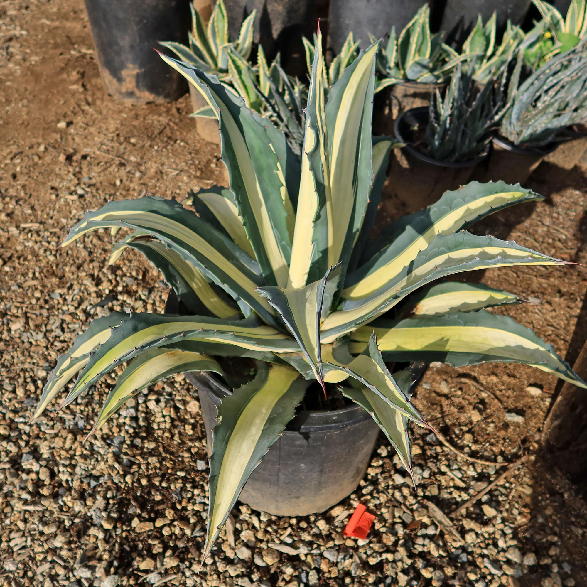 Agave mediopicta alba �C White Striped Century Plant