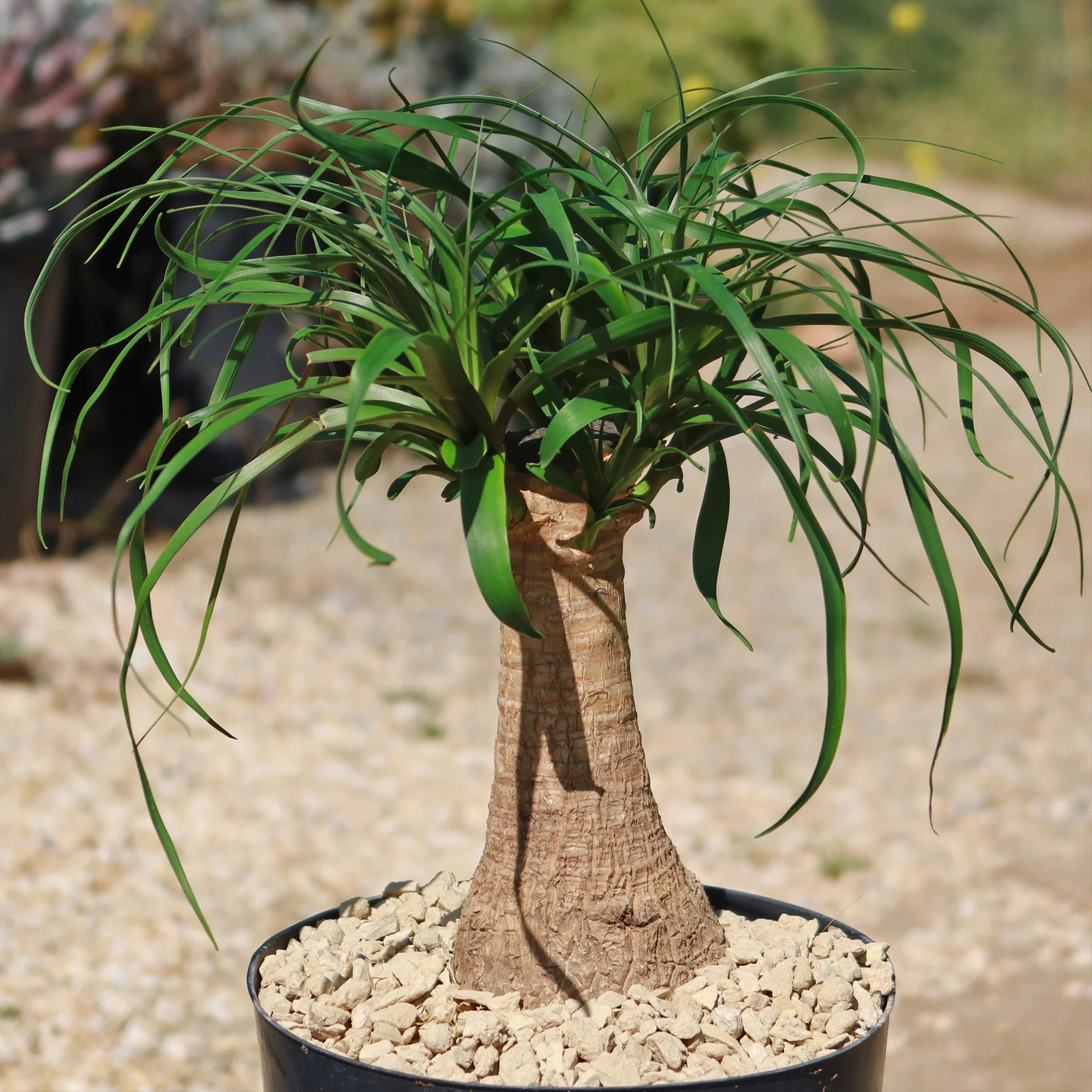 Ponytail palm 'Beaucarnea recurvata'