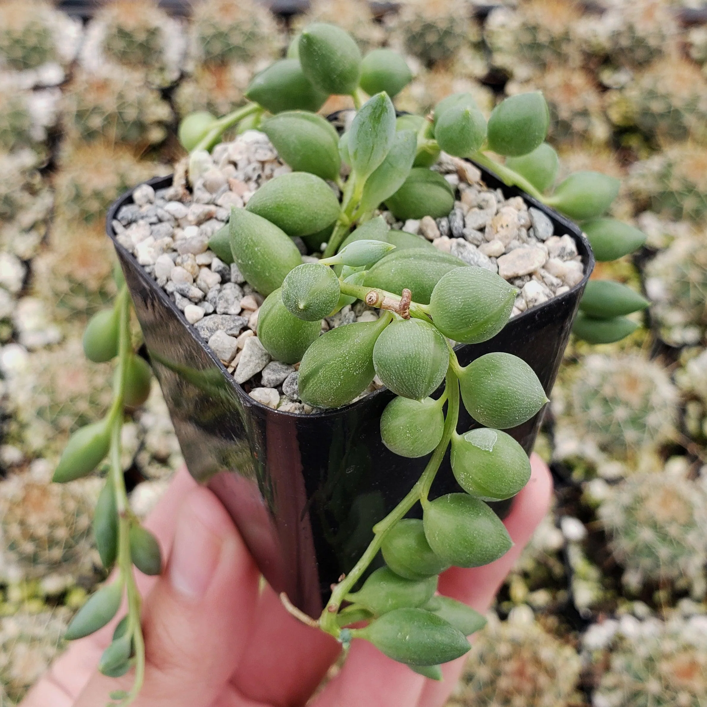 Variegated String of Pearls - Senecio Rowleyanus Variegated