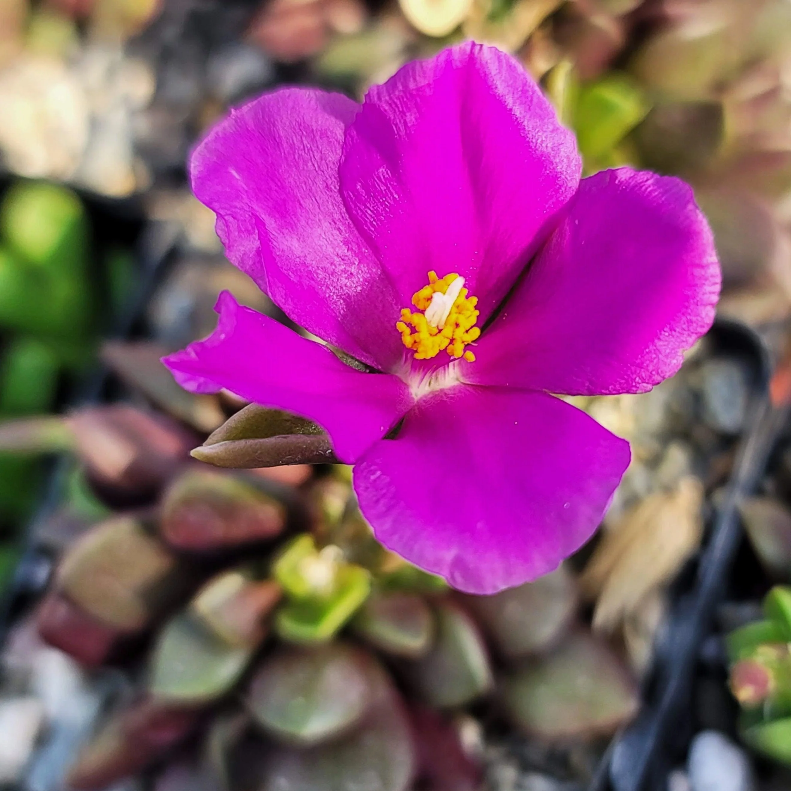 'Sand Rose Succulent - Anacampseros rufescens'
