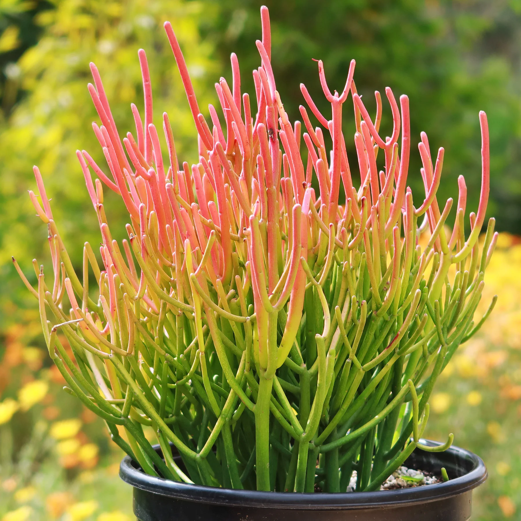 Pencil Cactus - Euphorbia tirucalli 'Firesticks'