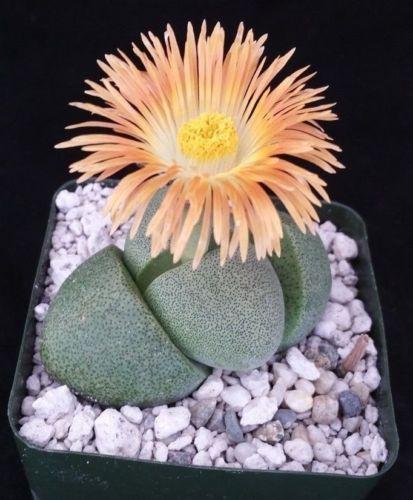 Split Rock Succulent 'Pleiospilos nelii' mesembs