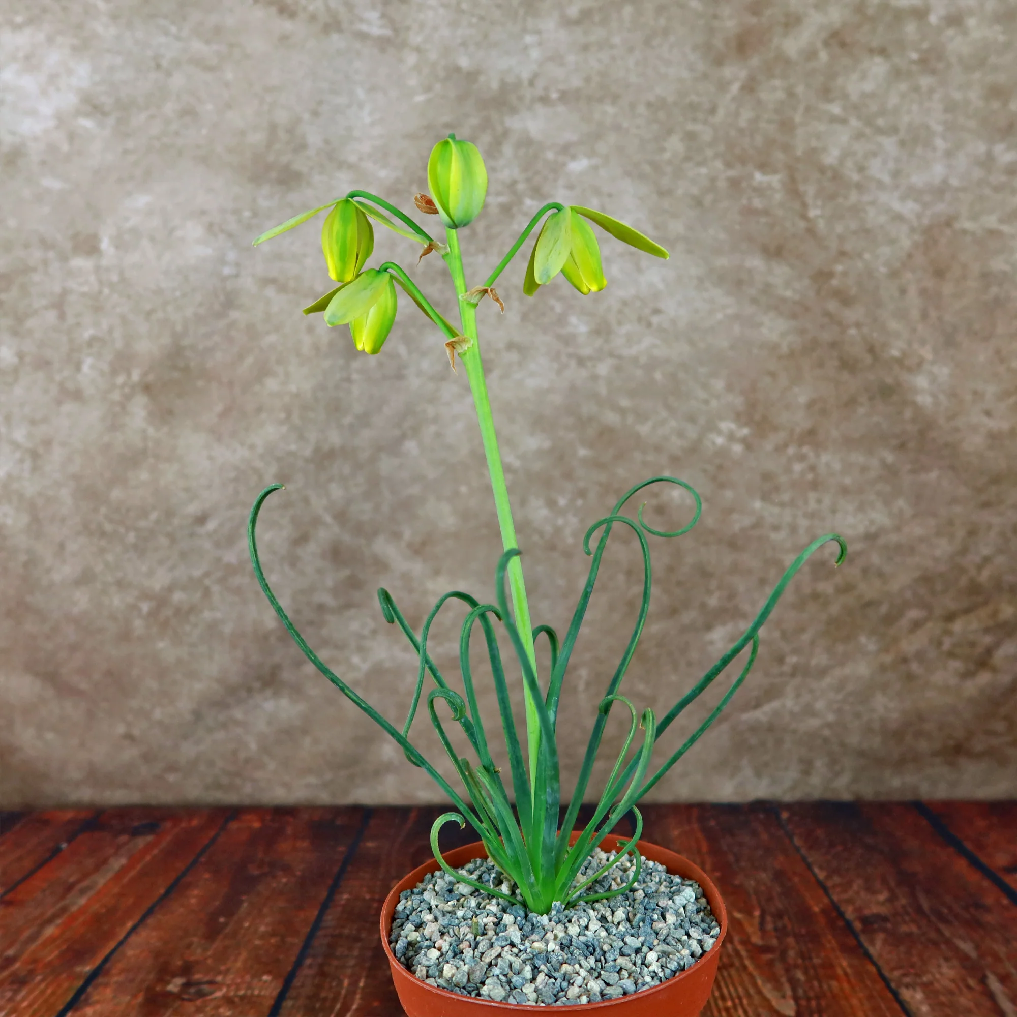 Frizzle Sizzle Plant - Albuca spiralis