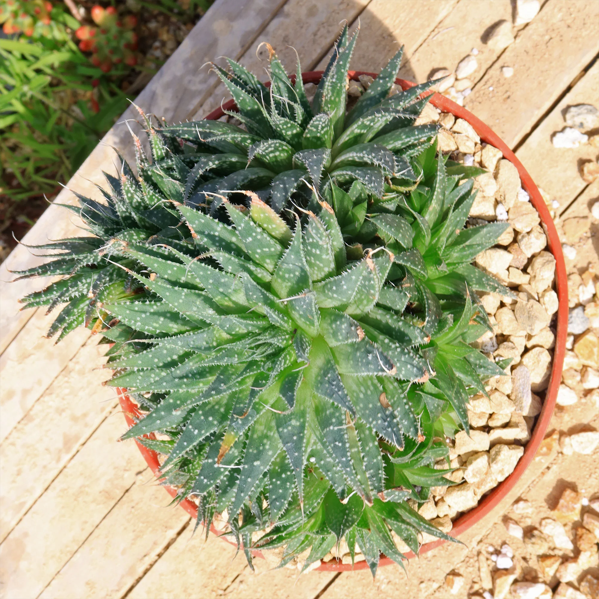 'Lace Aloe - Aloe aristata'