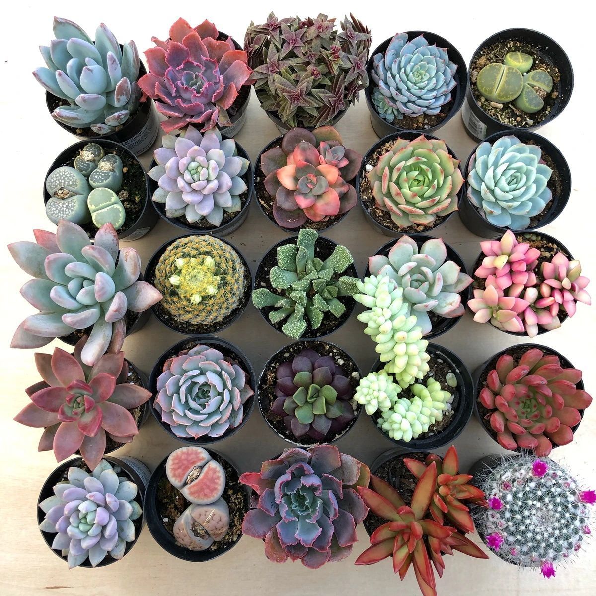 Succulent Plant Seeds