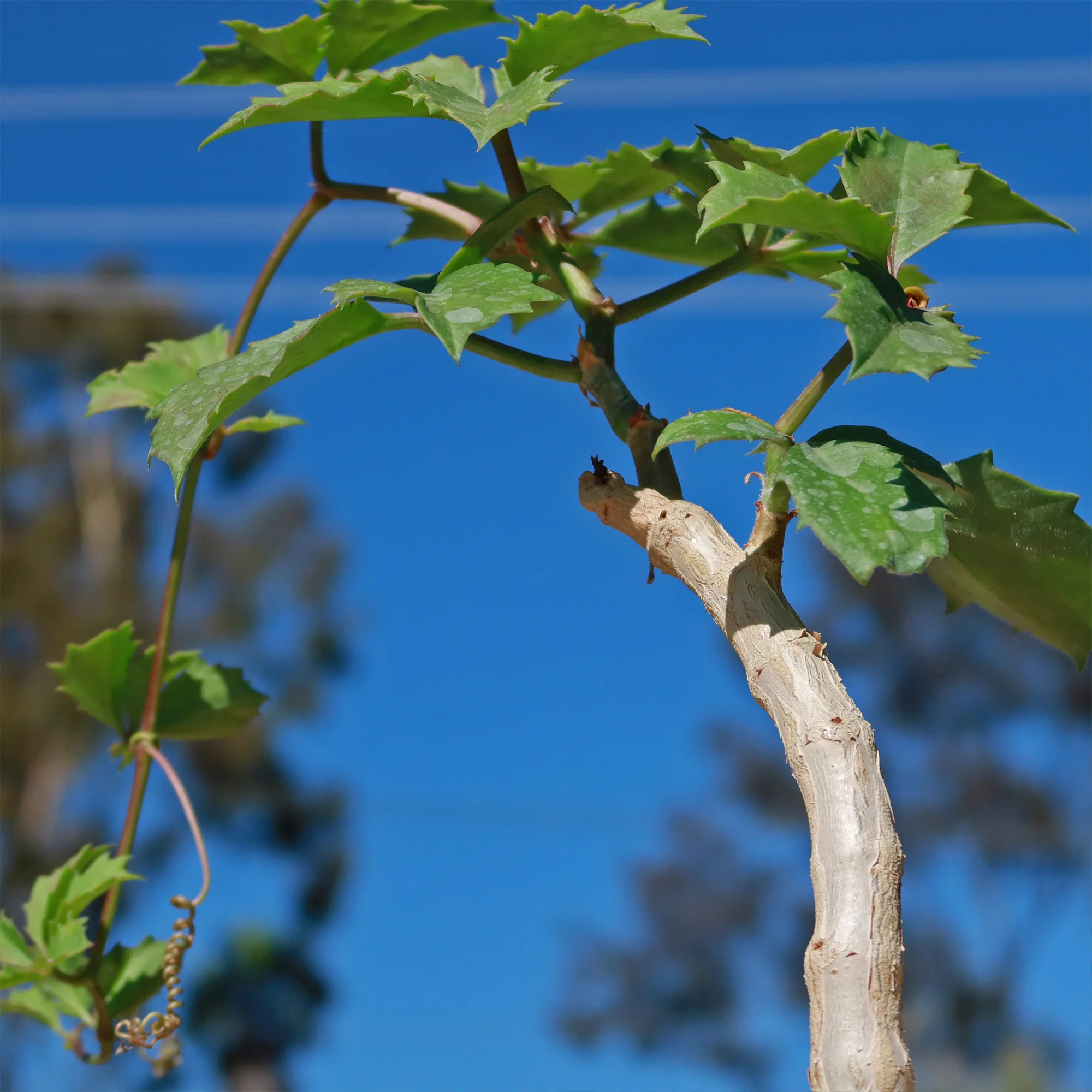 Cyphostemma cirrhosum