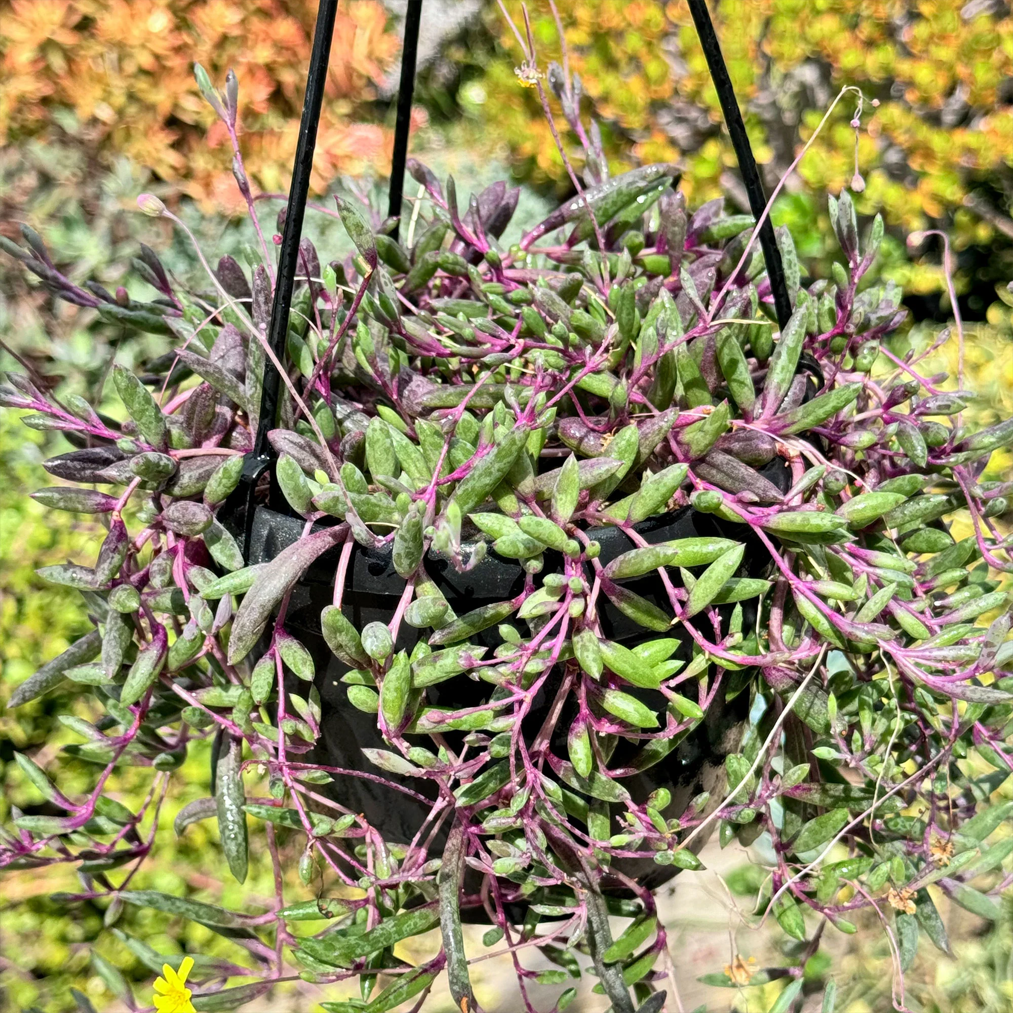 Ruby Necklace Plant 'Othonna capensis'