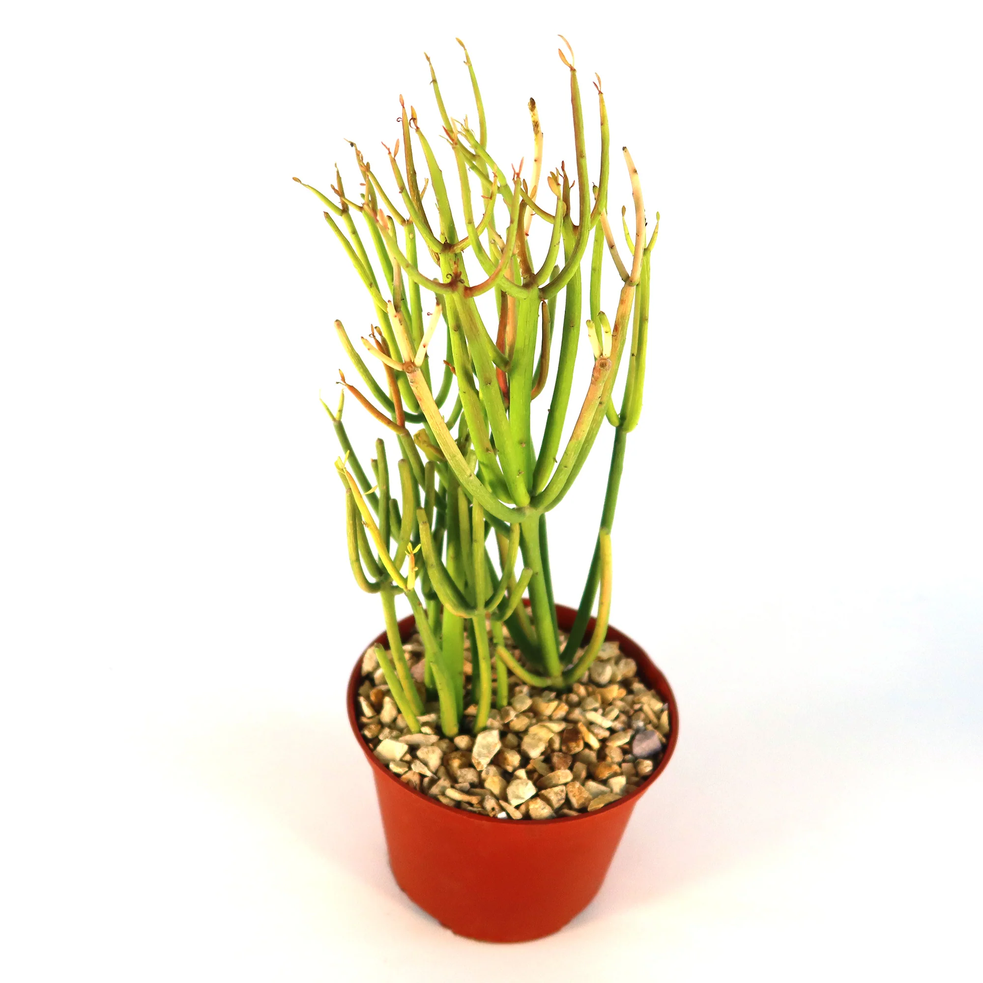 Pencil Cactus - Euphorbia tirucalli 'Firesticks'