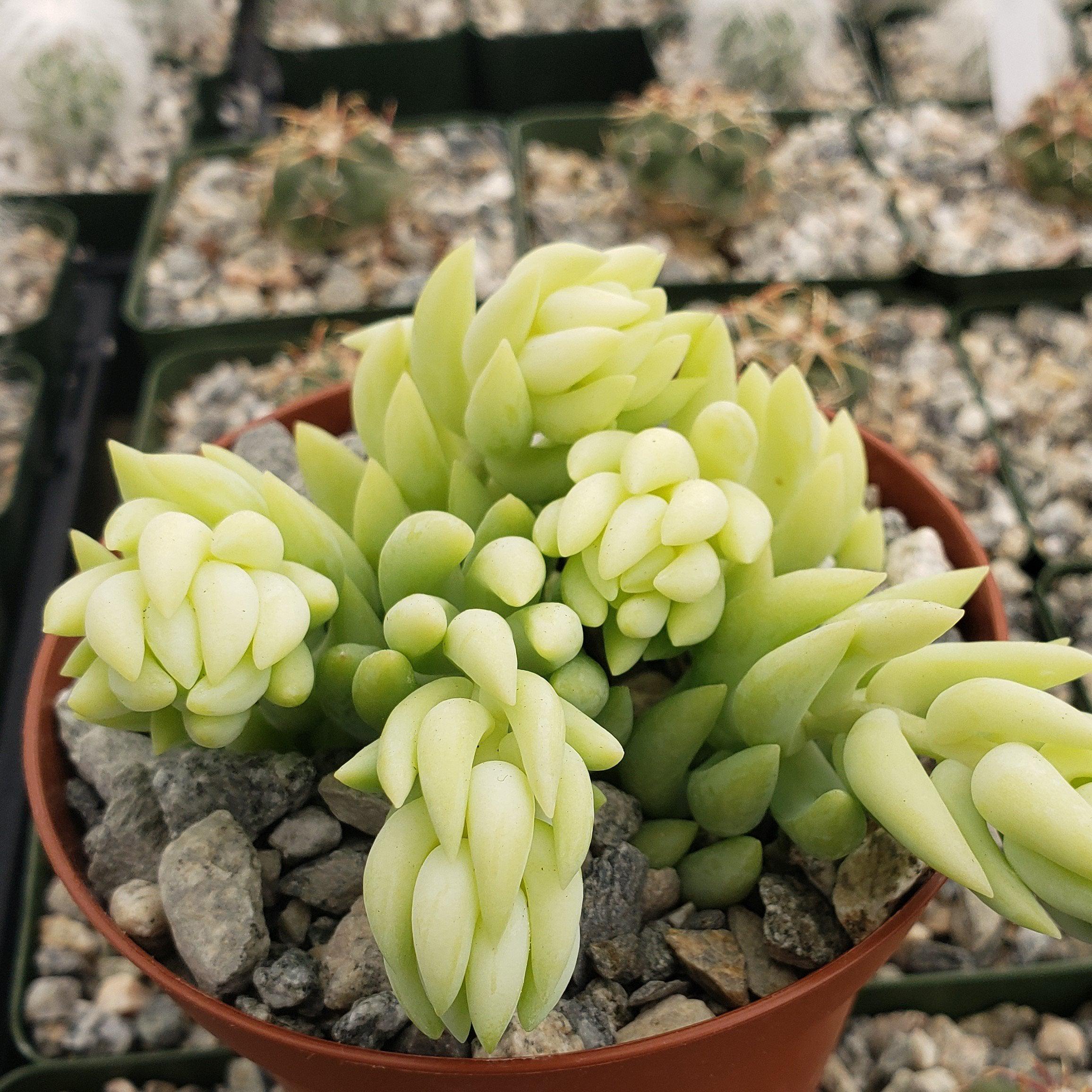 Donkey Tail Plant 'Sedum morganianum'