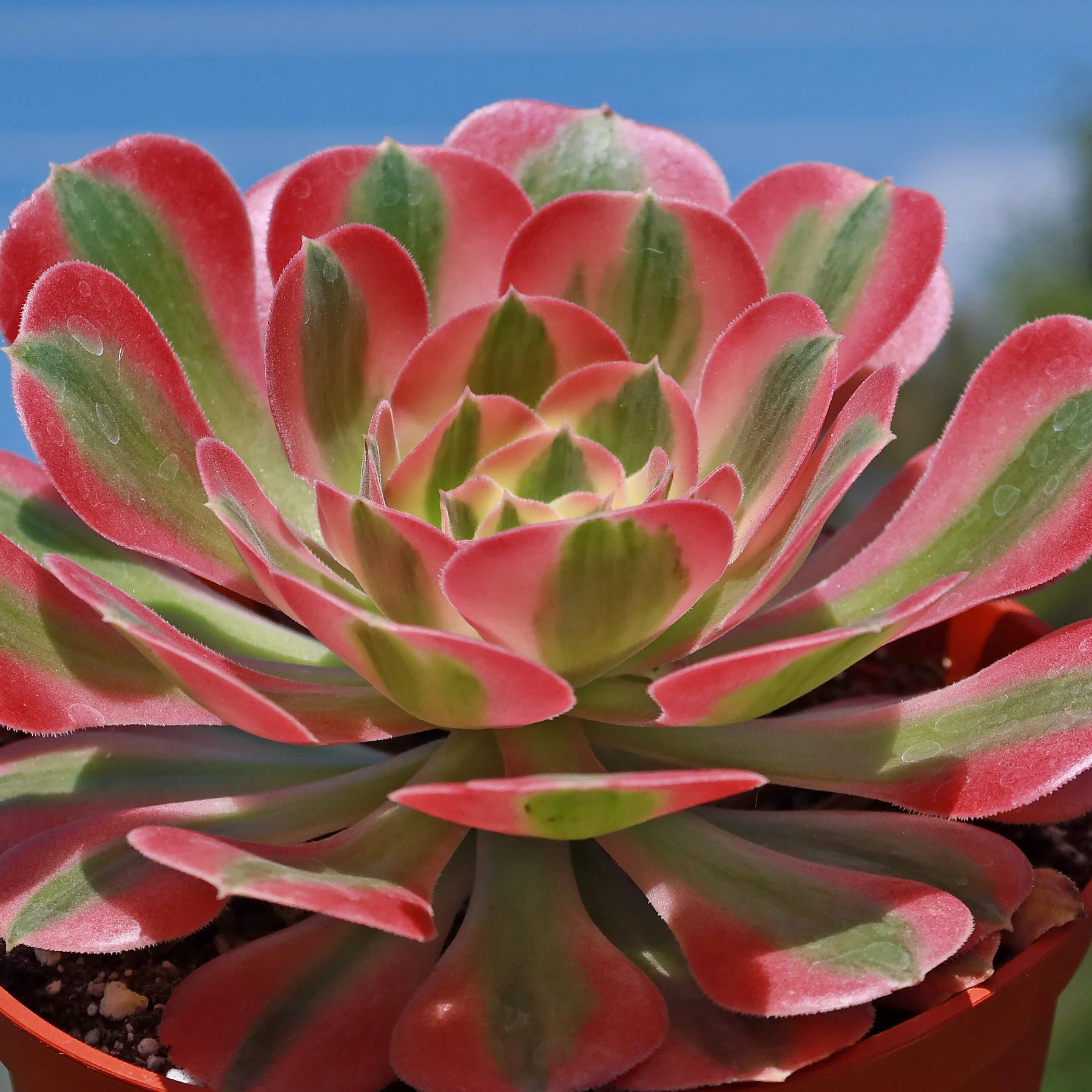 Aeonium Pink Witch