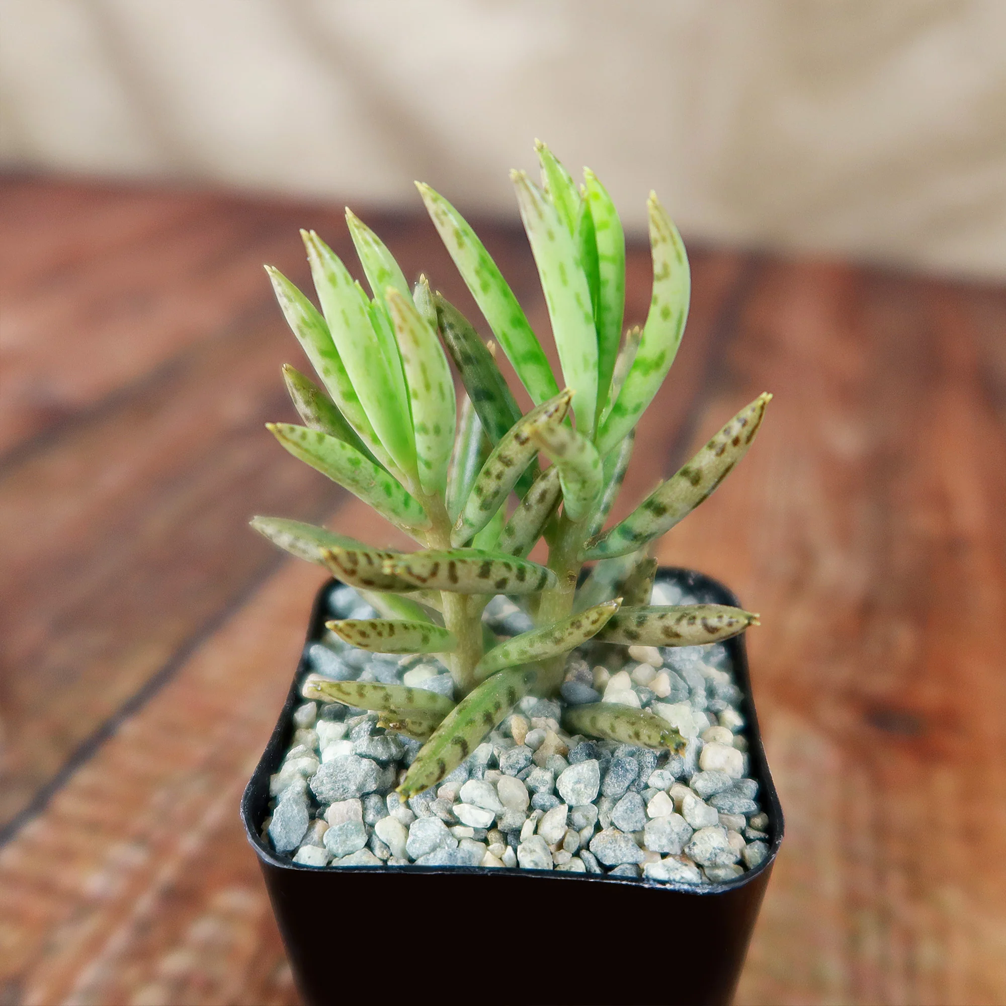 Mother of Millions 'Kalanchoe delagoensis'