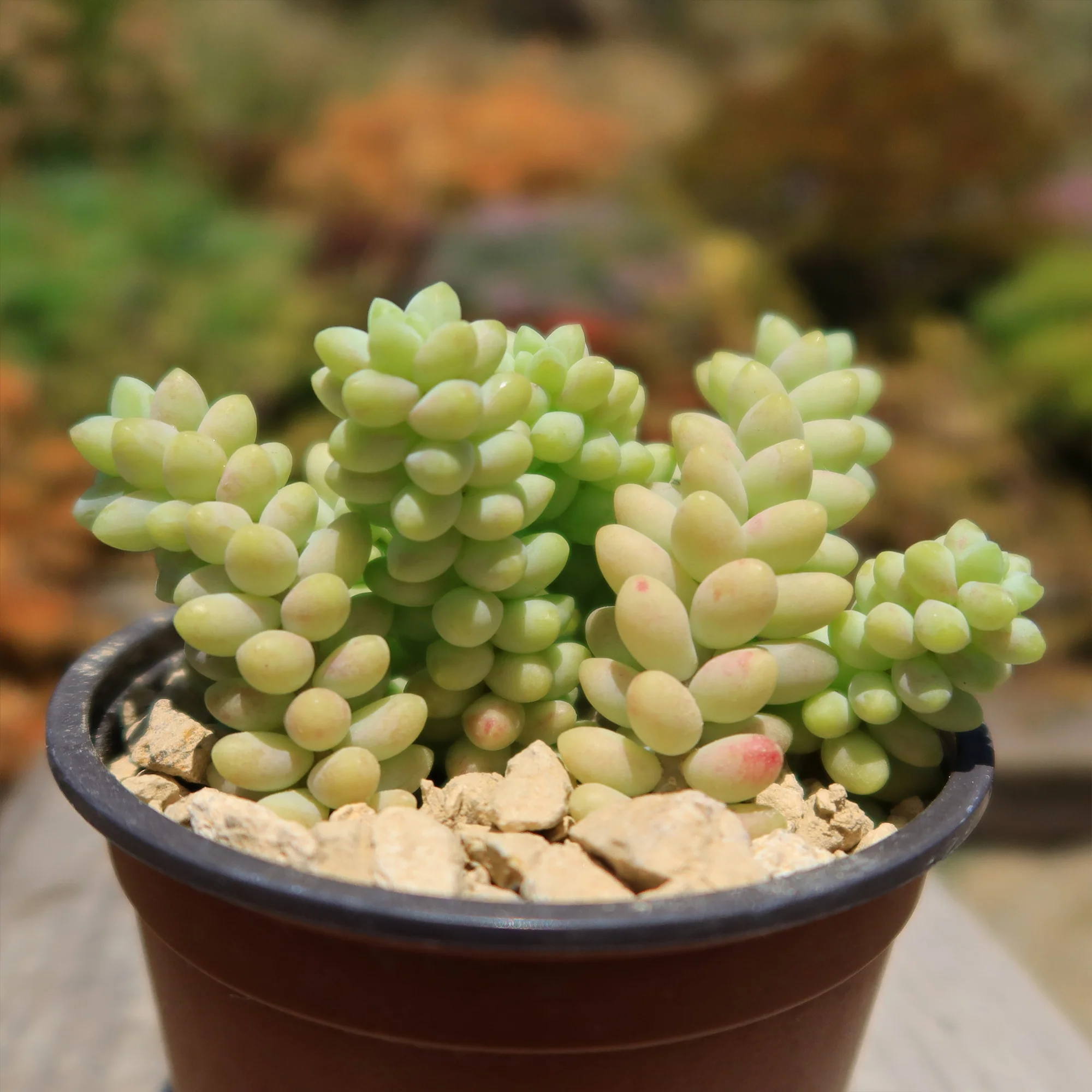 Burro��s Tail Succulent - Sedum morganianum ��Burrito��