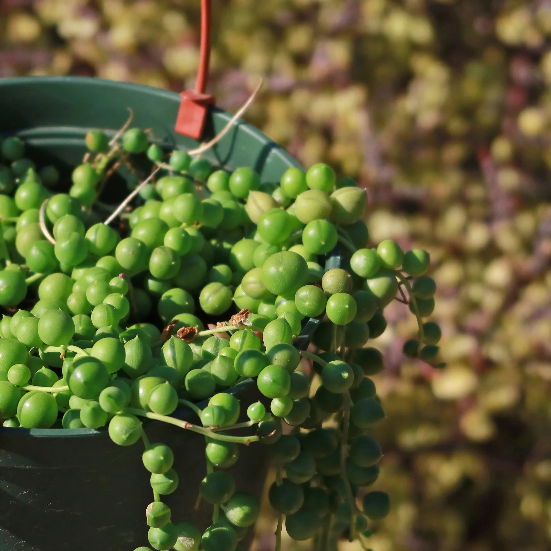 String of Pearls 'Senecio rowleyanus'